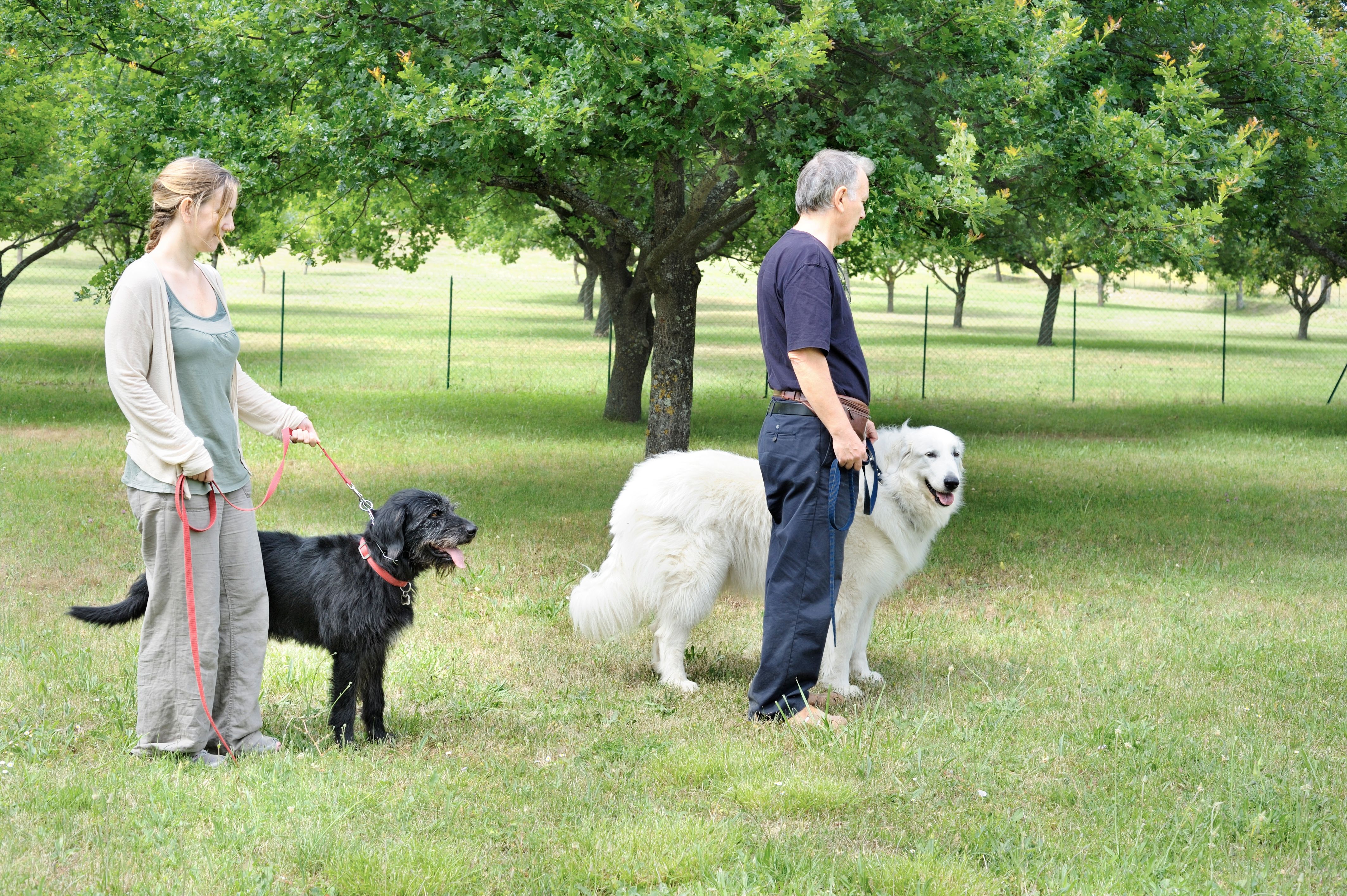 dog walker qualification
