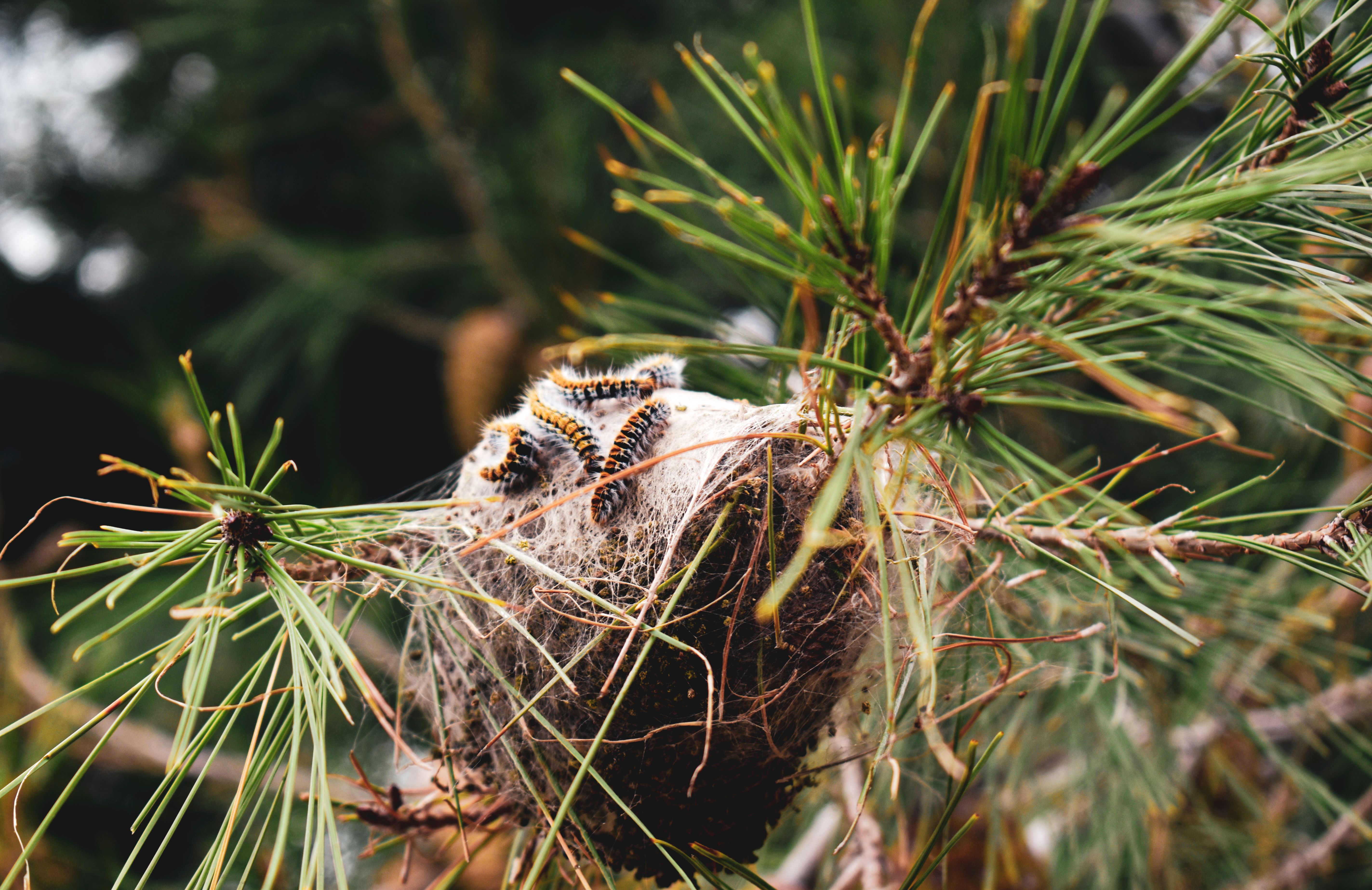 cocoon of caterpillars on coniferous needles