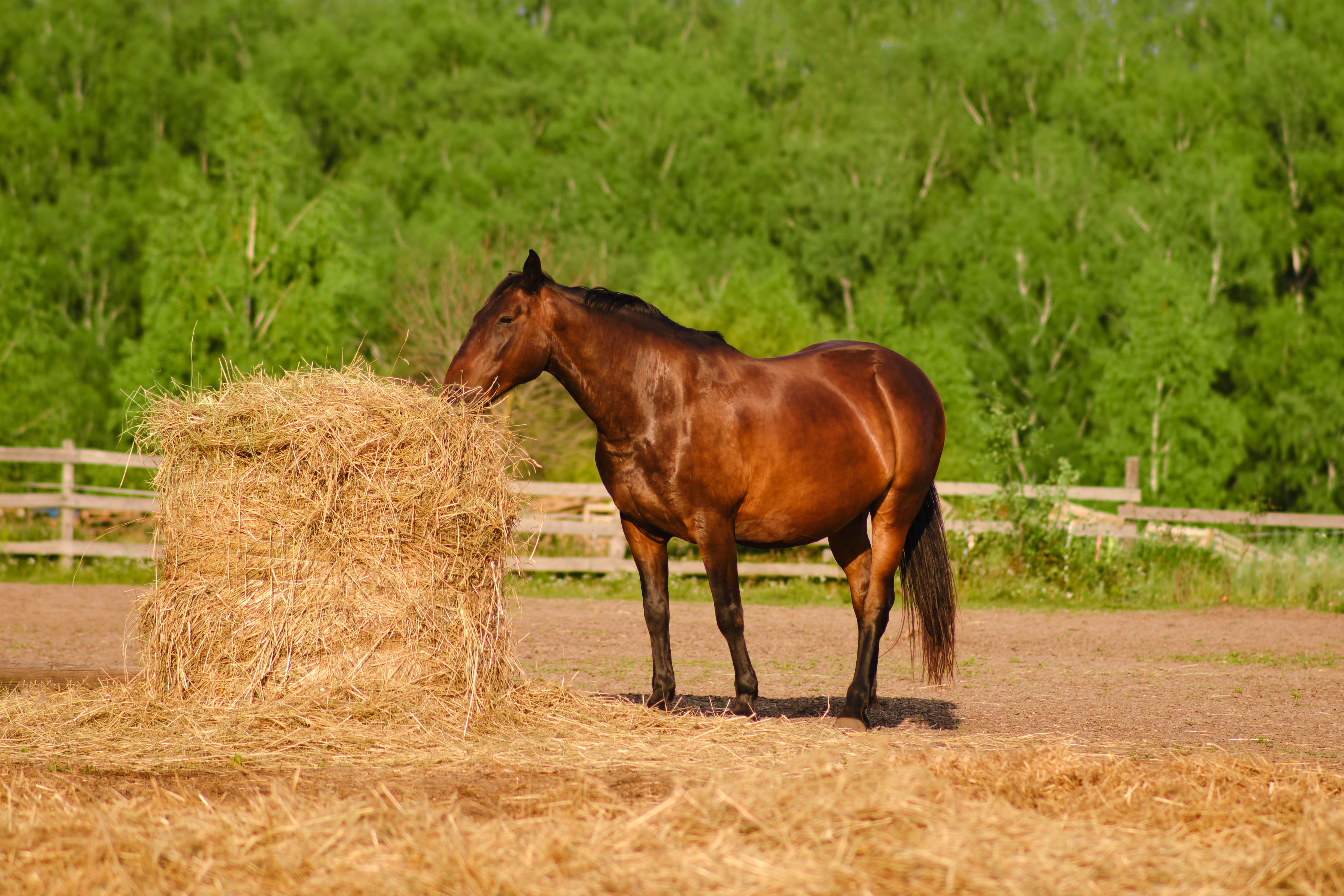 The stallion, a majestic breed of horse, enjoys his nourishing meal in the pasture, surrounded by the beauty of nature The stallion, a majestic breed of horse, enjoys his nourishing meal in the pasture, surrounded by the beauty of nature