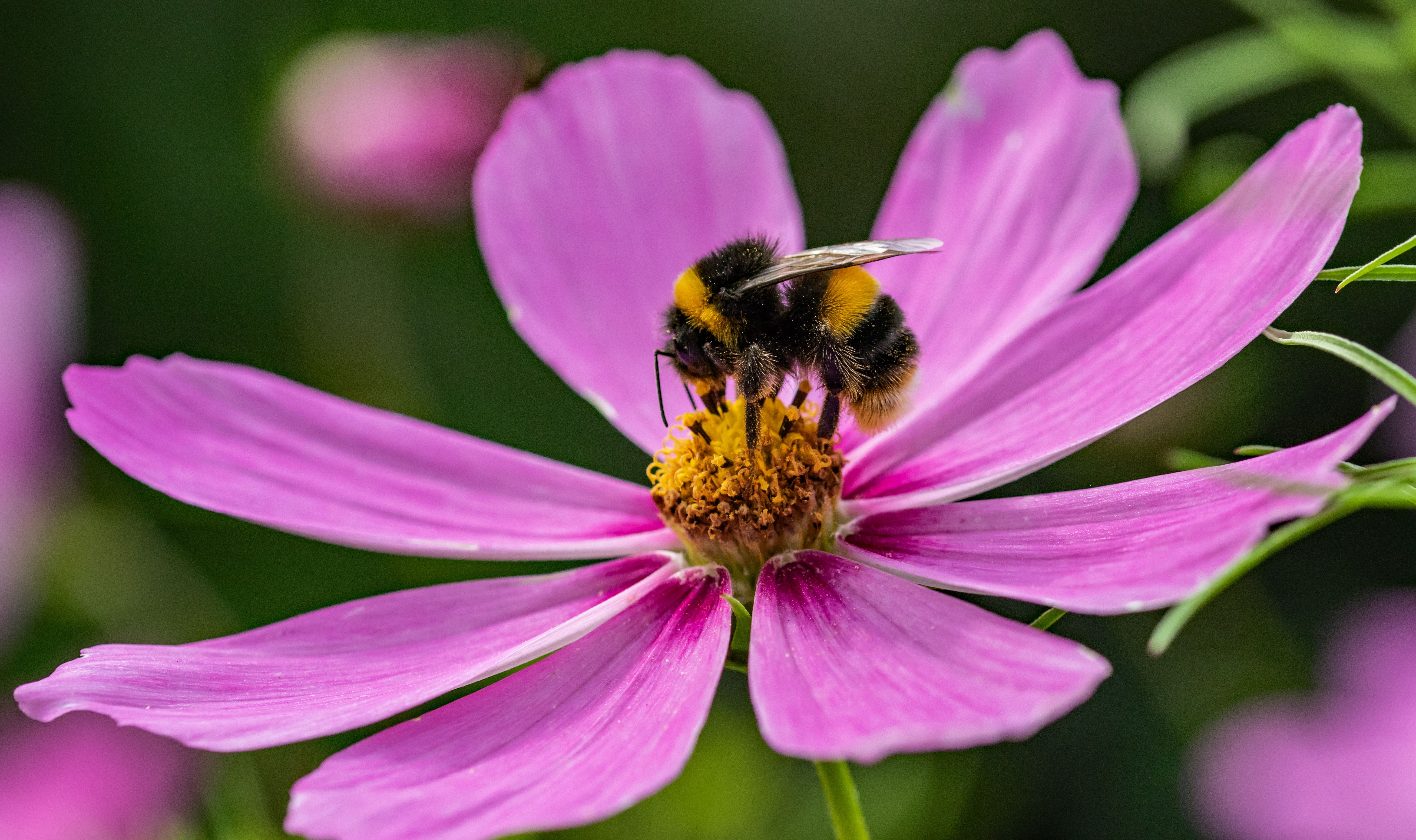 bee on flower