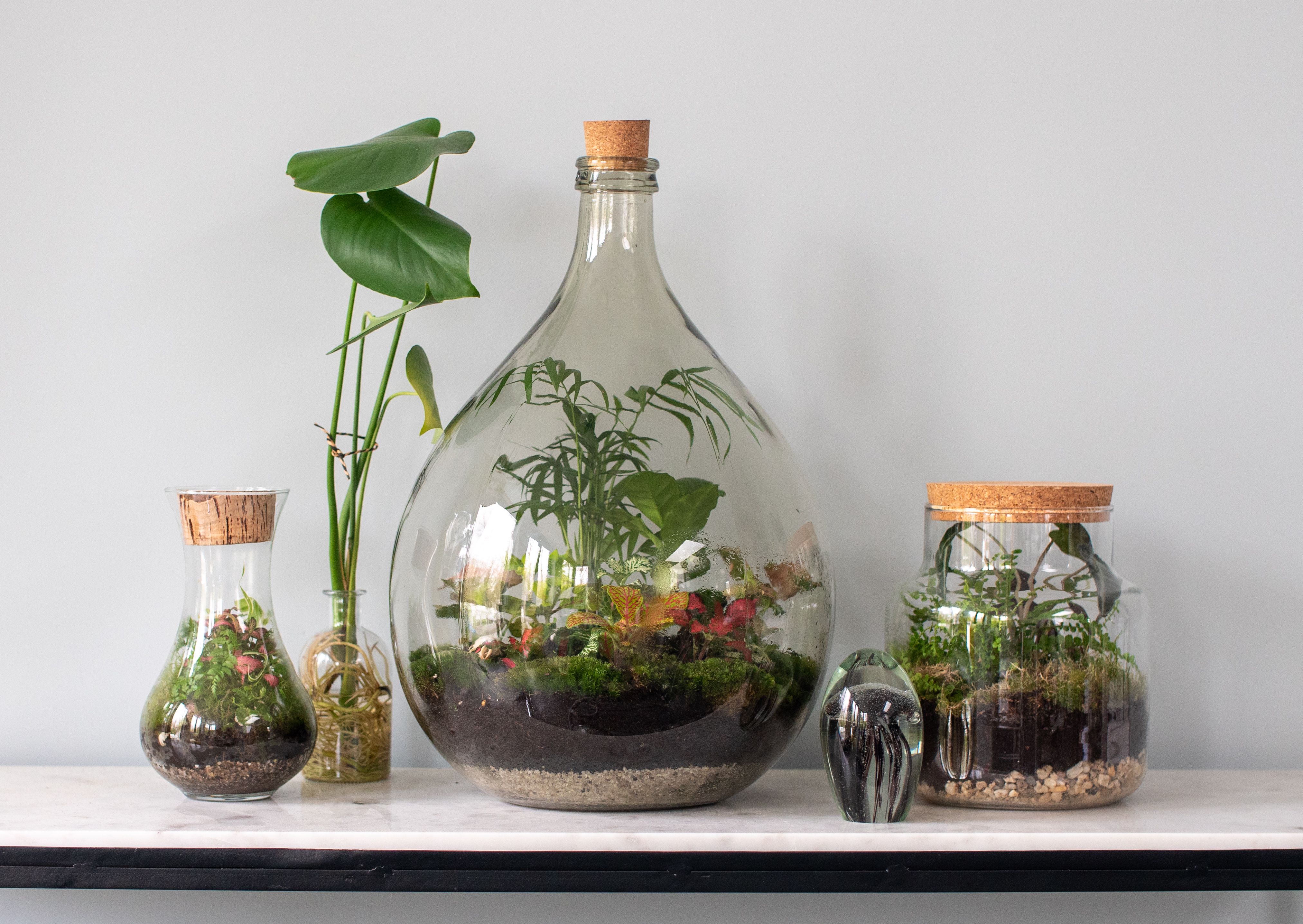 terrarium plants