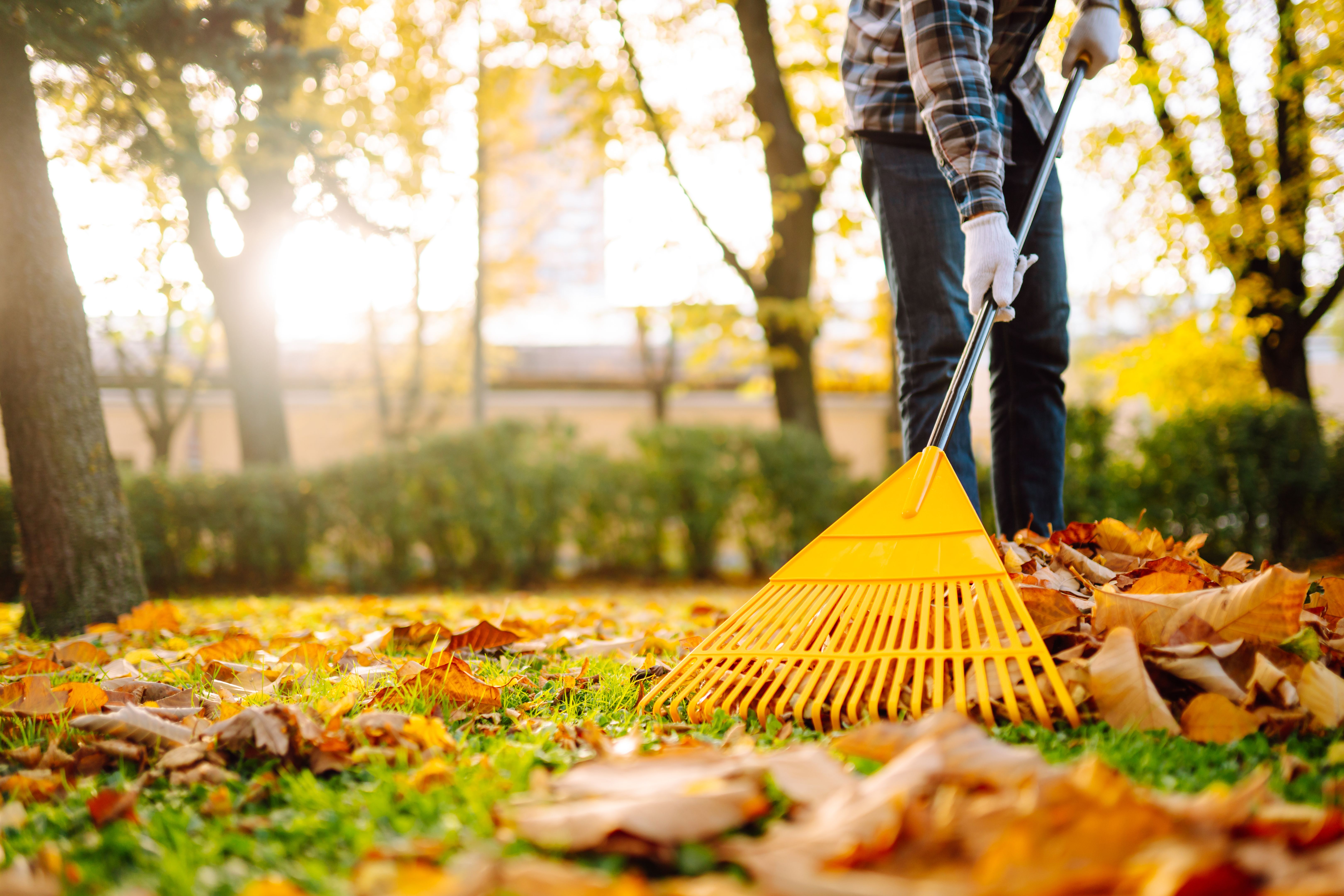 leaf raking