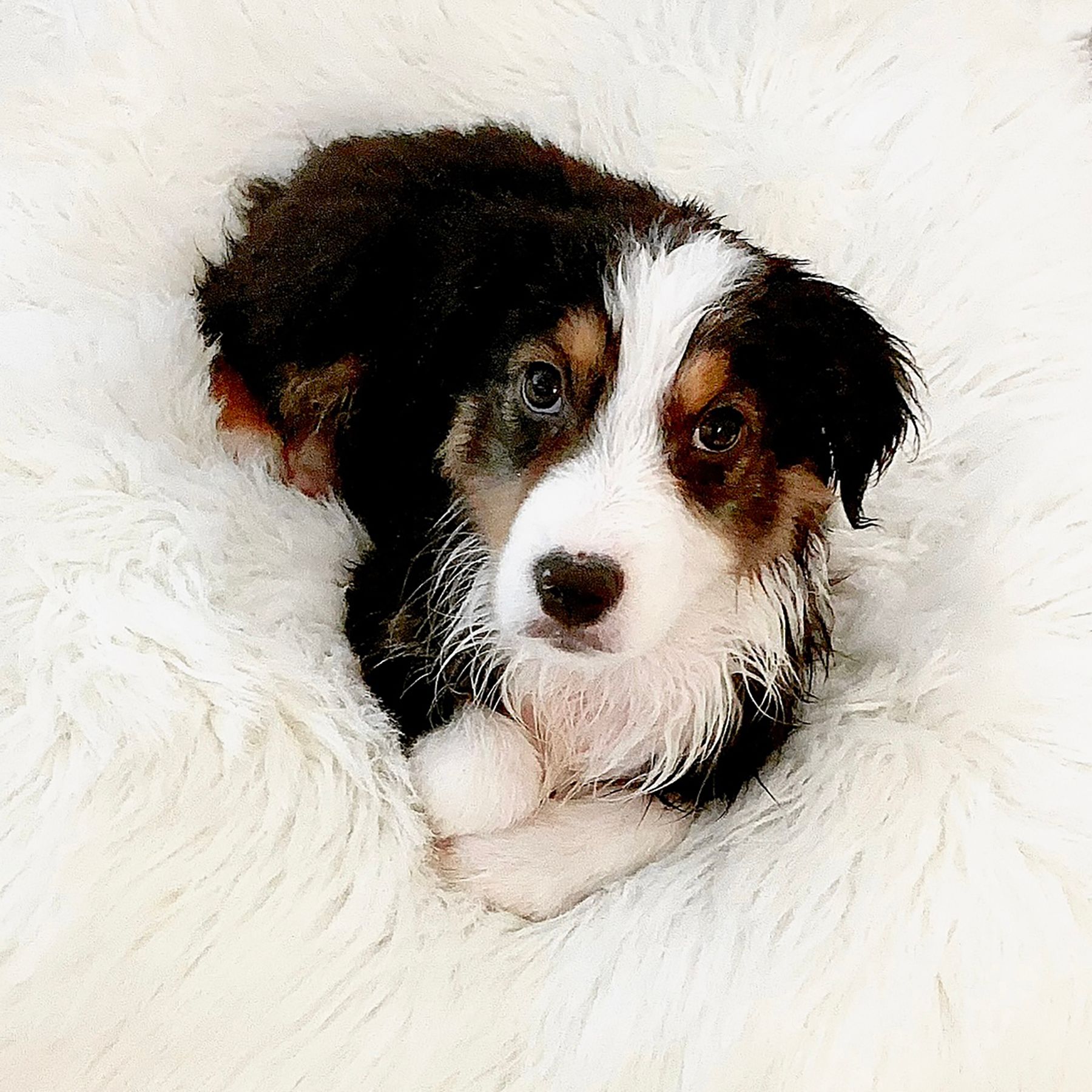 australian shepherd bedtime