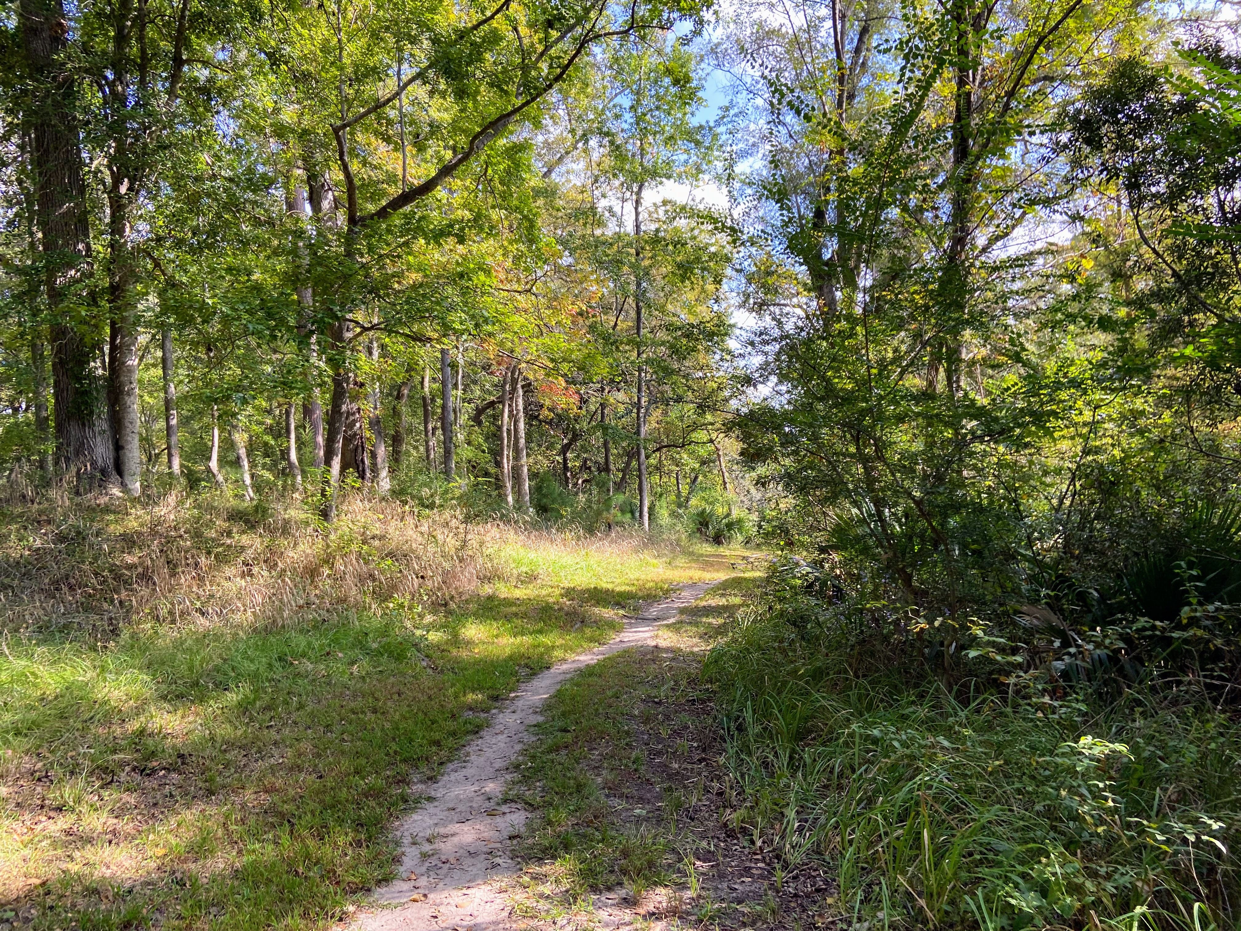summerville landscape
