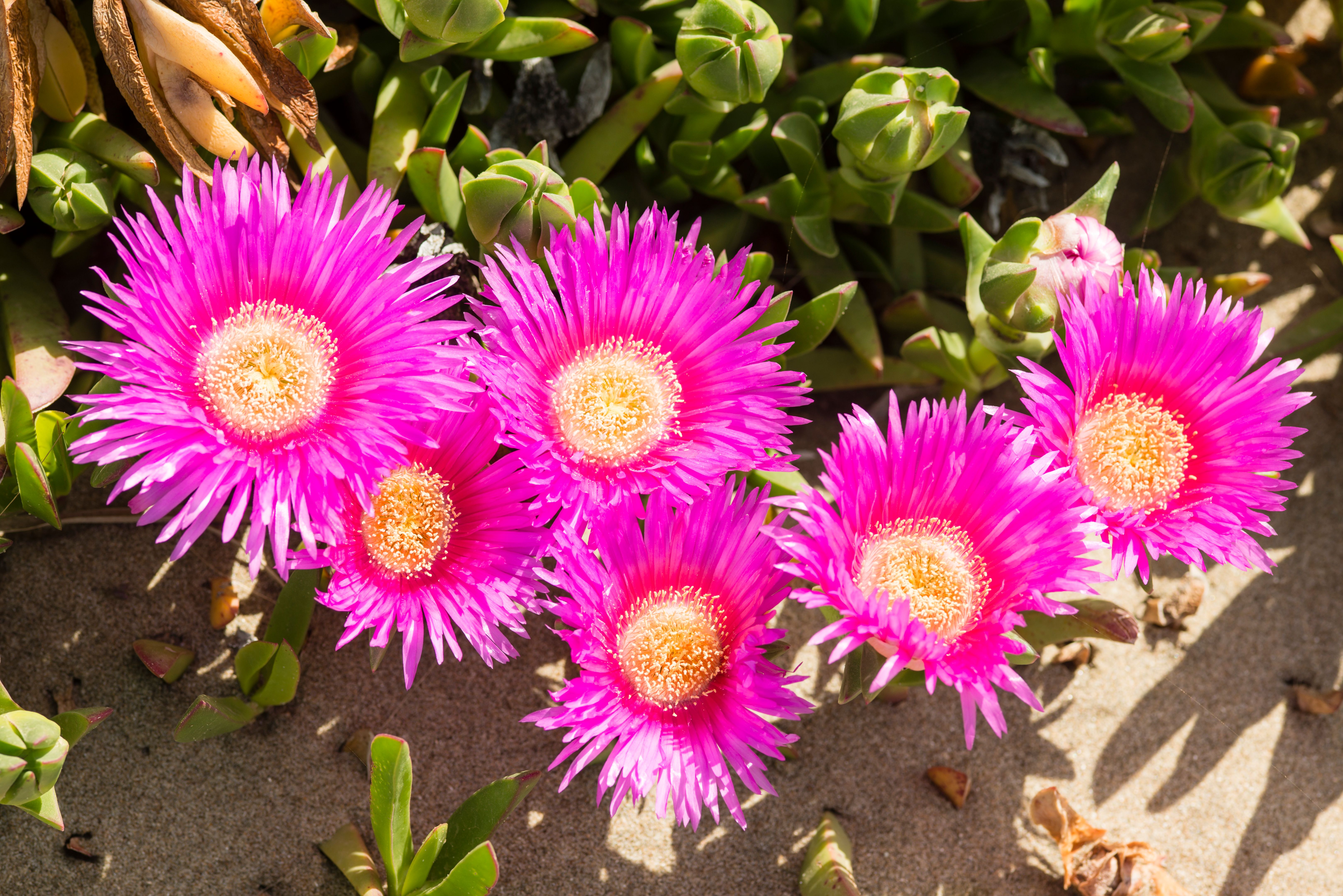 Plants and flowers of Ice plant formerly known as Hottentot fig of south africa.