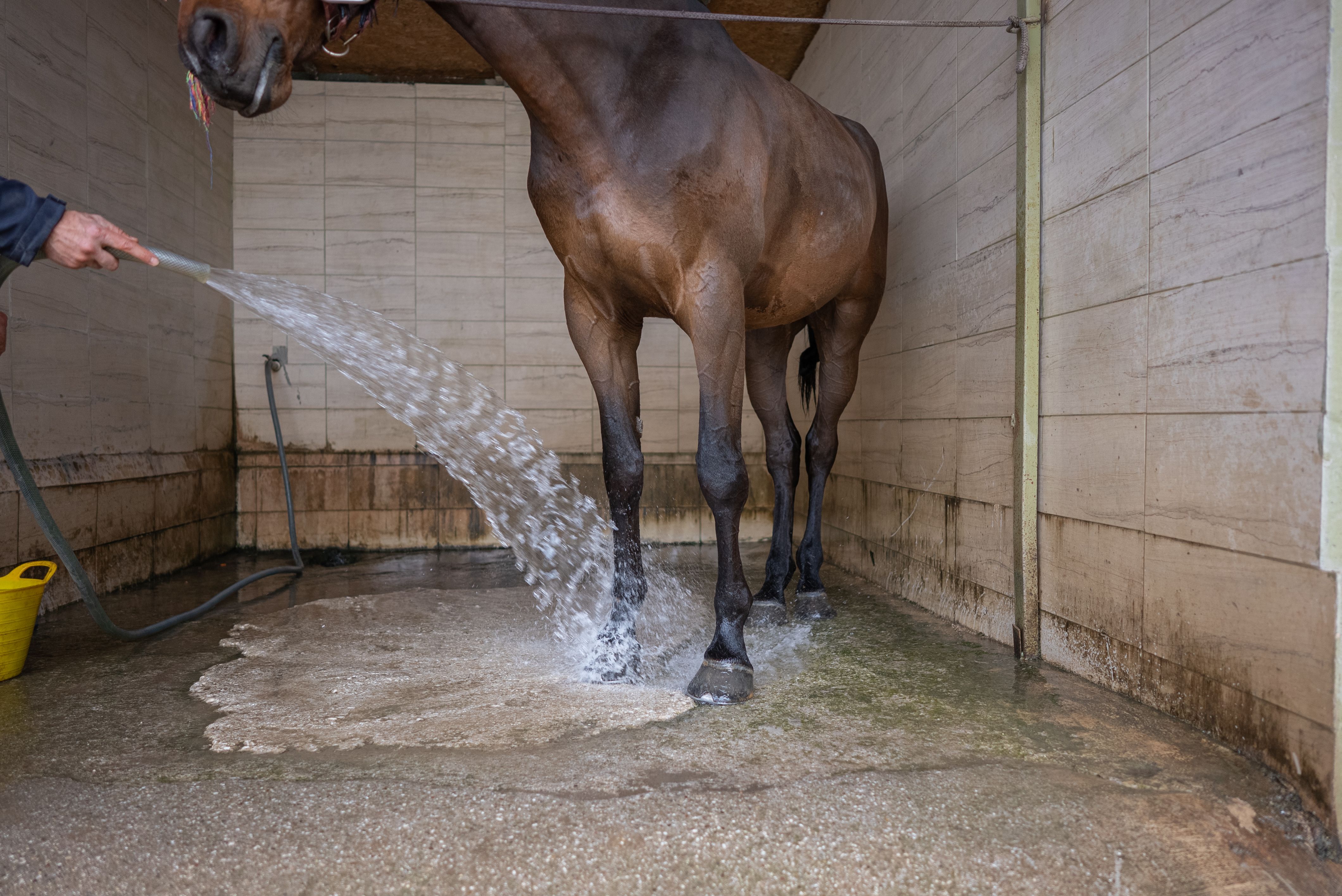 Close up washing a racehorse foot Close up washing a racehorse foot