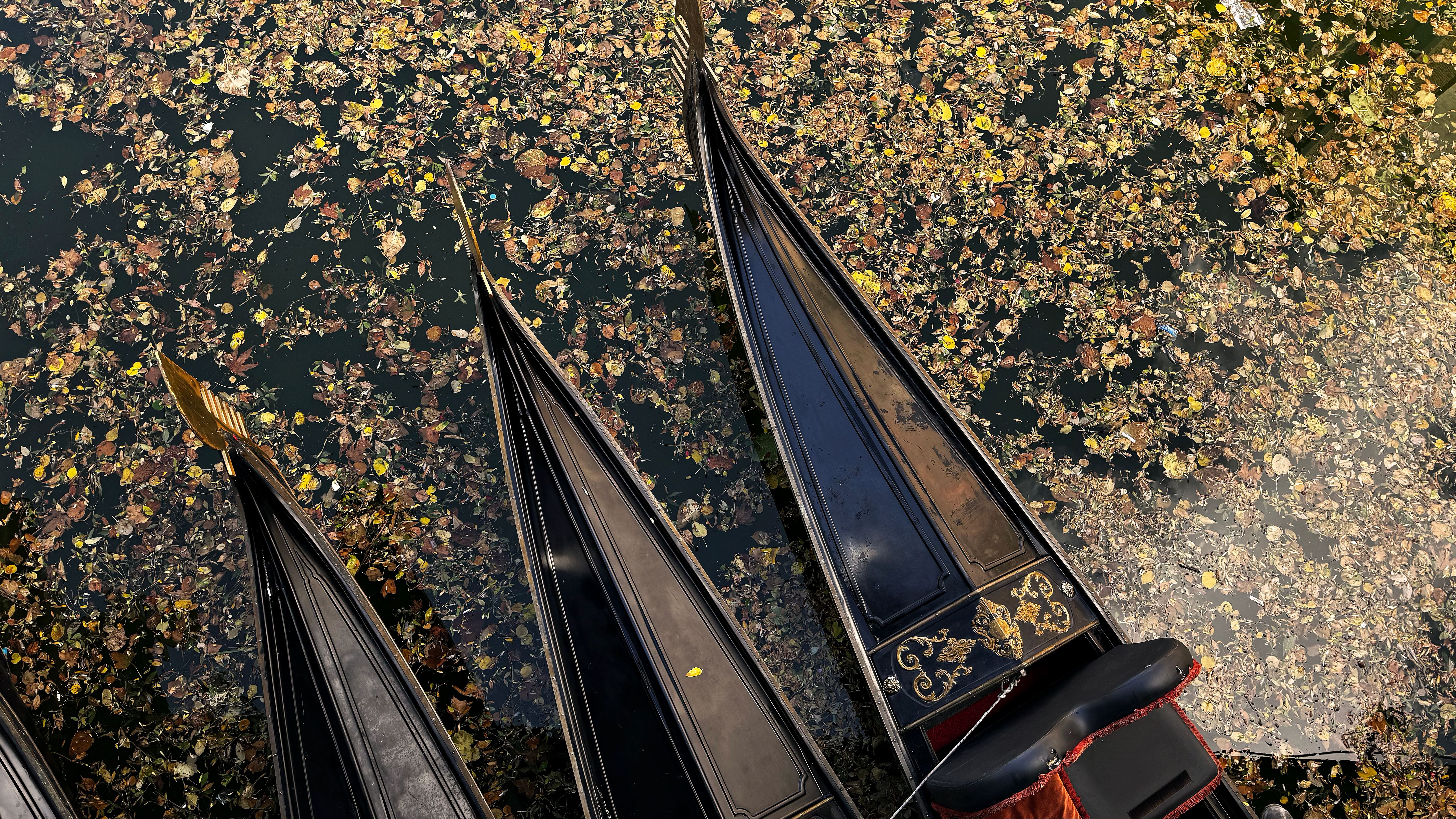 autumn leaves venice