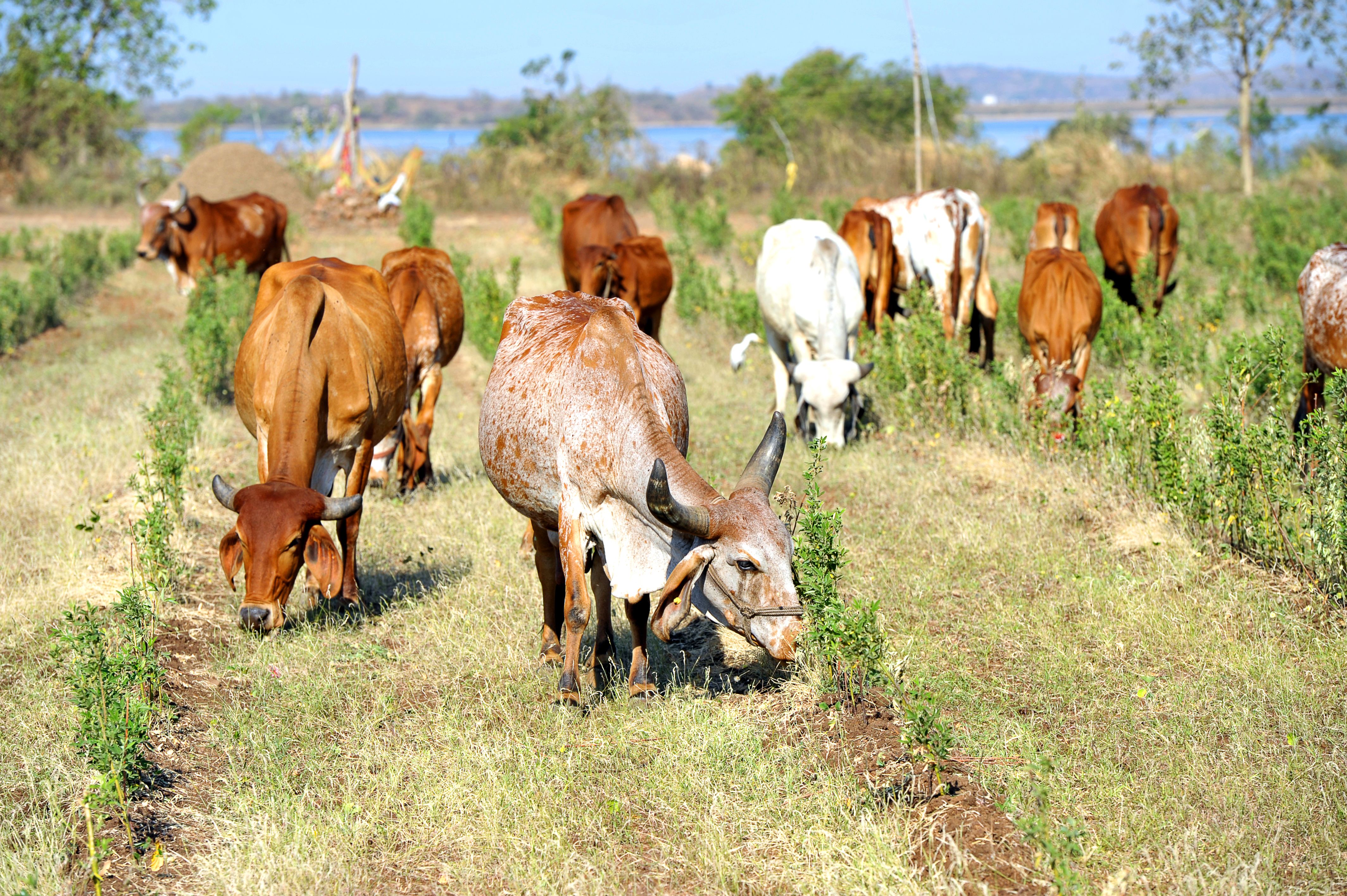 pasture management