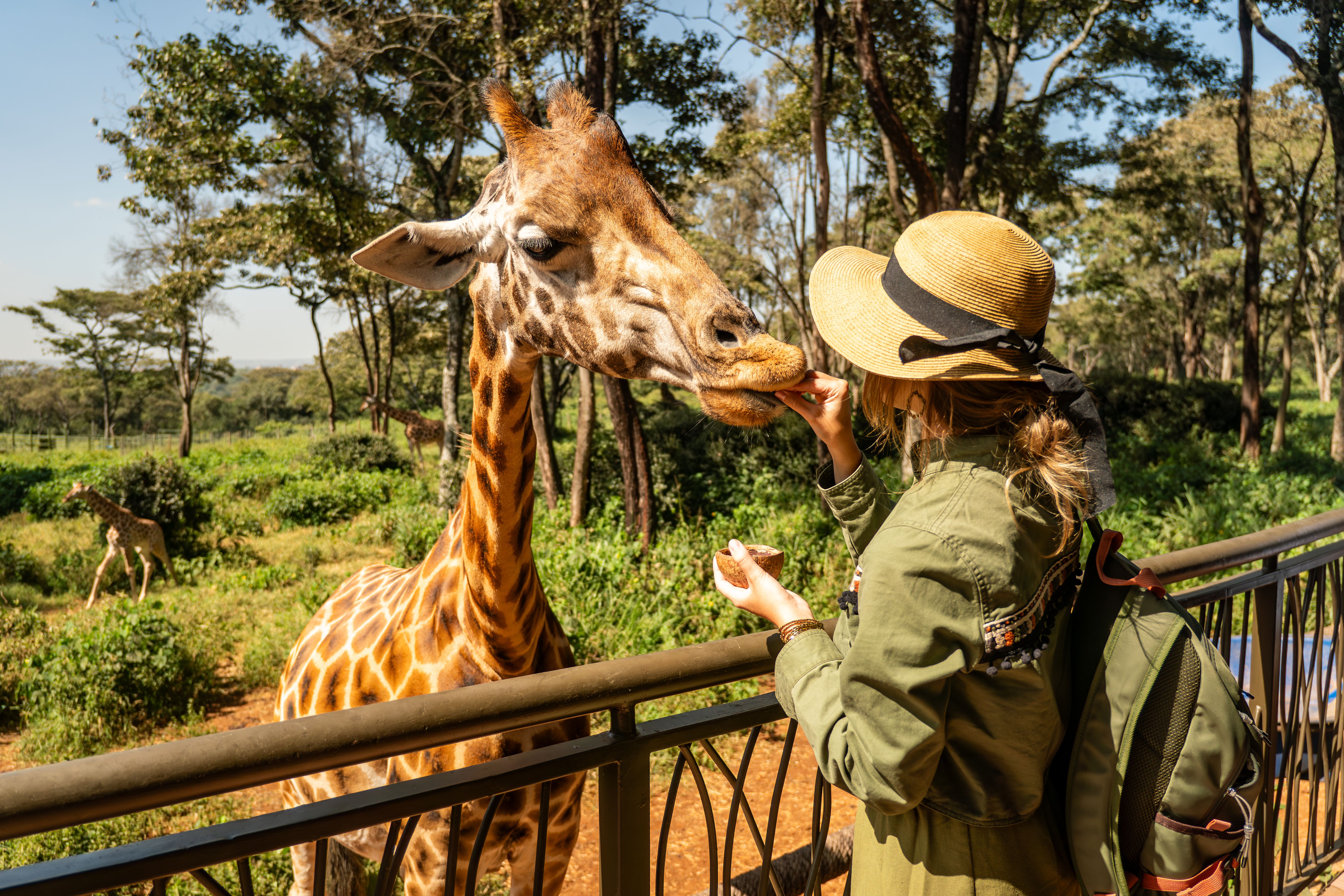 South African Wildlife Experience - Handfeeding a Giraffe