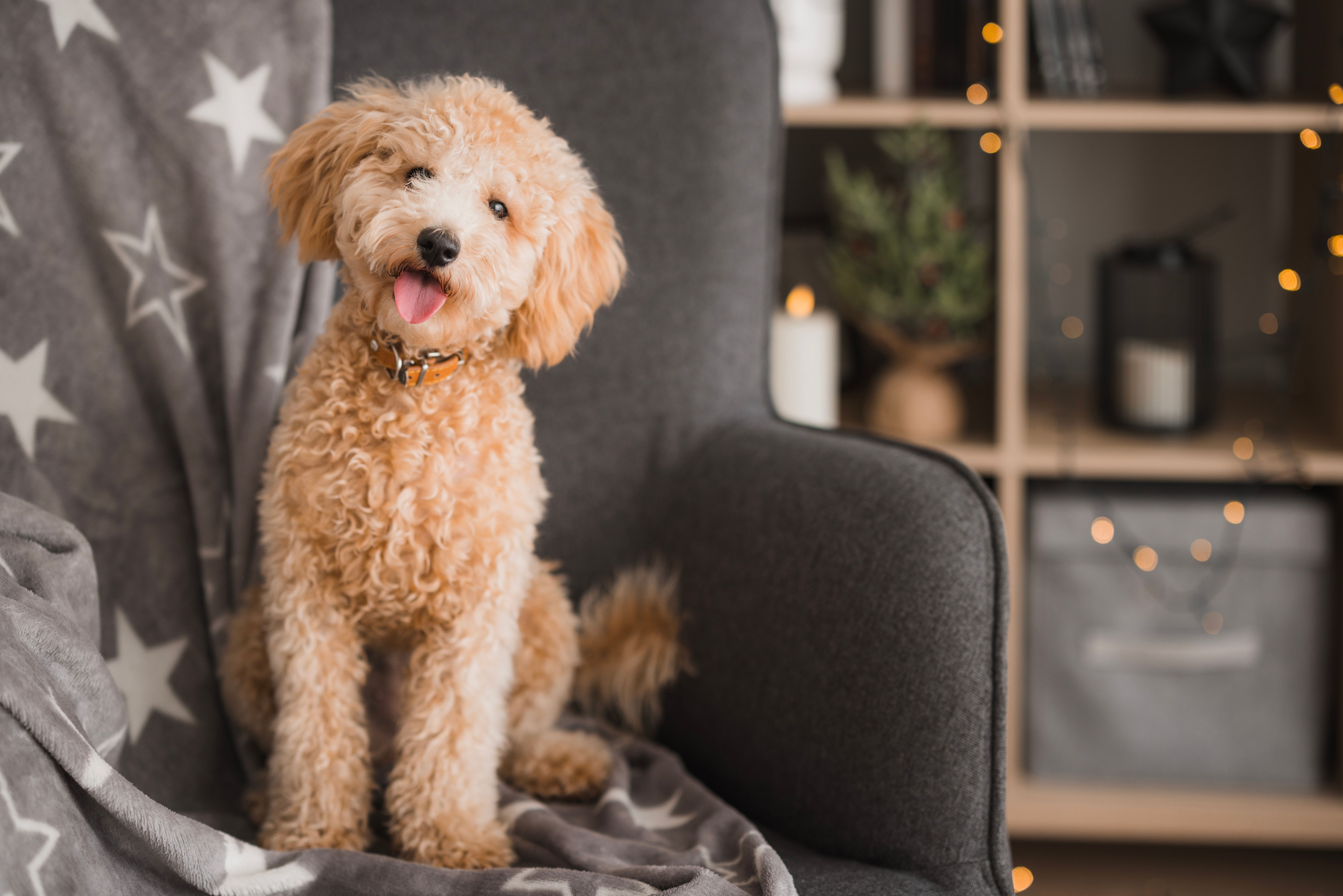 Poodle sitting on a sofa at home