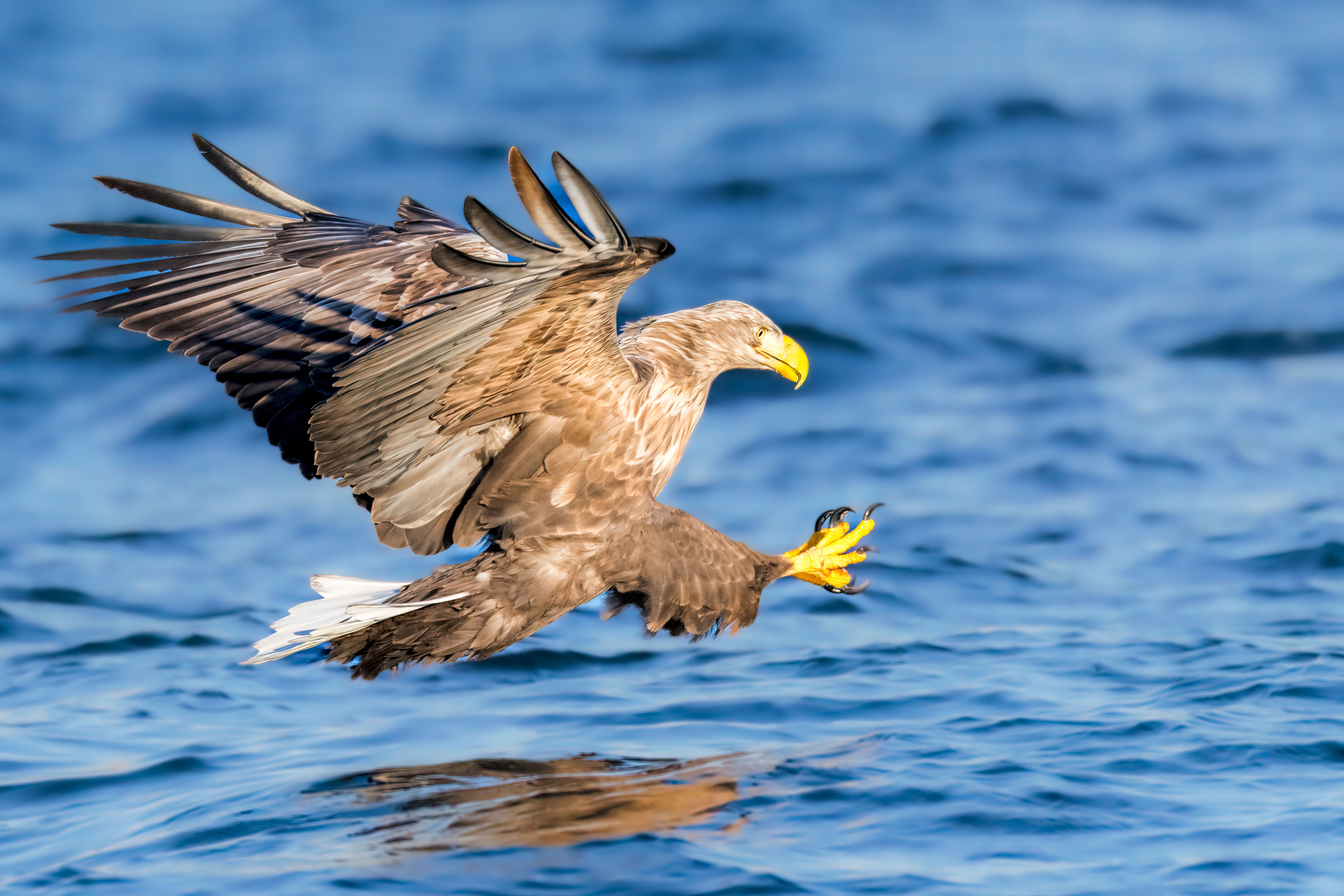 White-tailed eagle or sea eagle hunting in the sky over Northern Norway