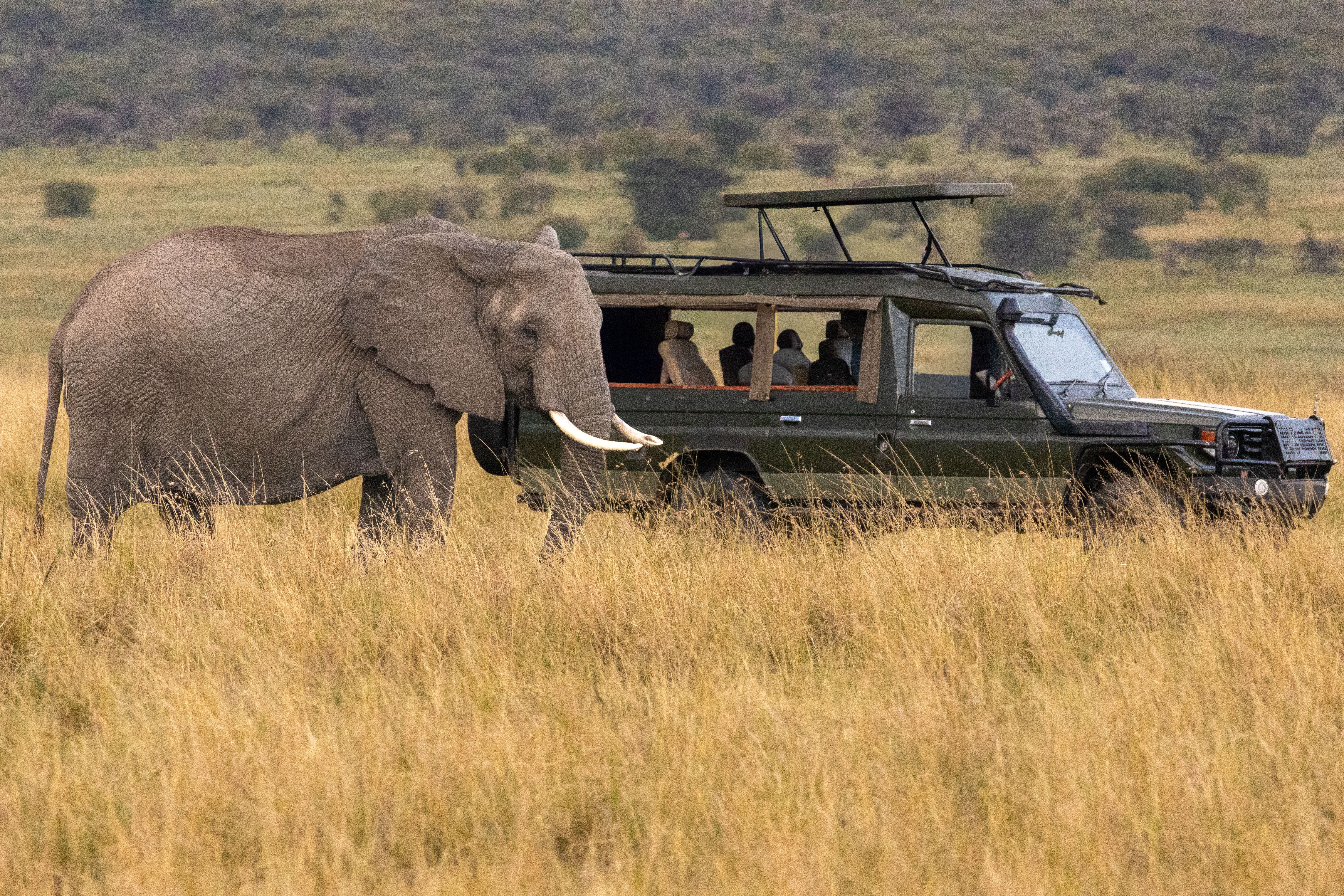 tourists safari jeep