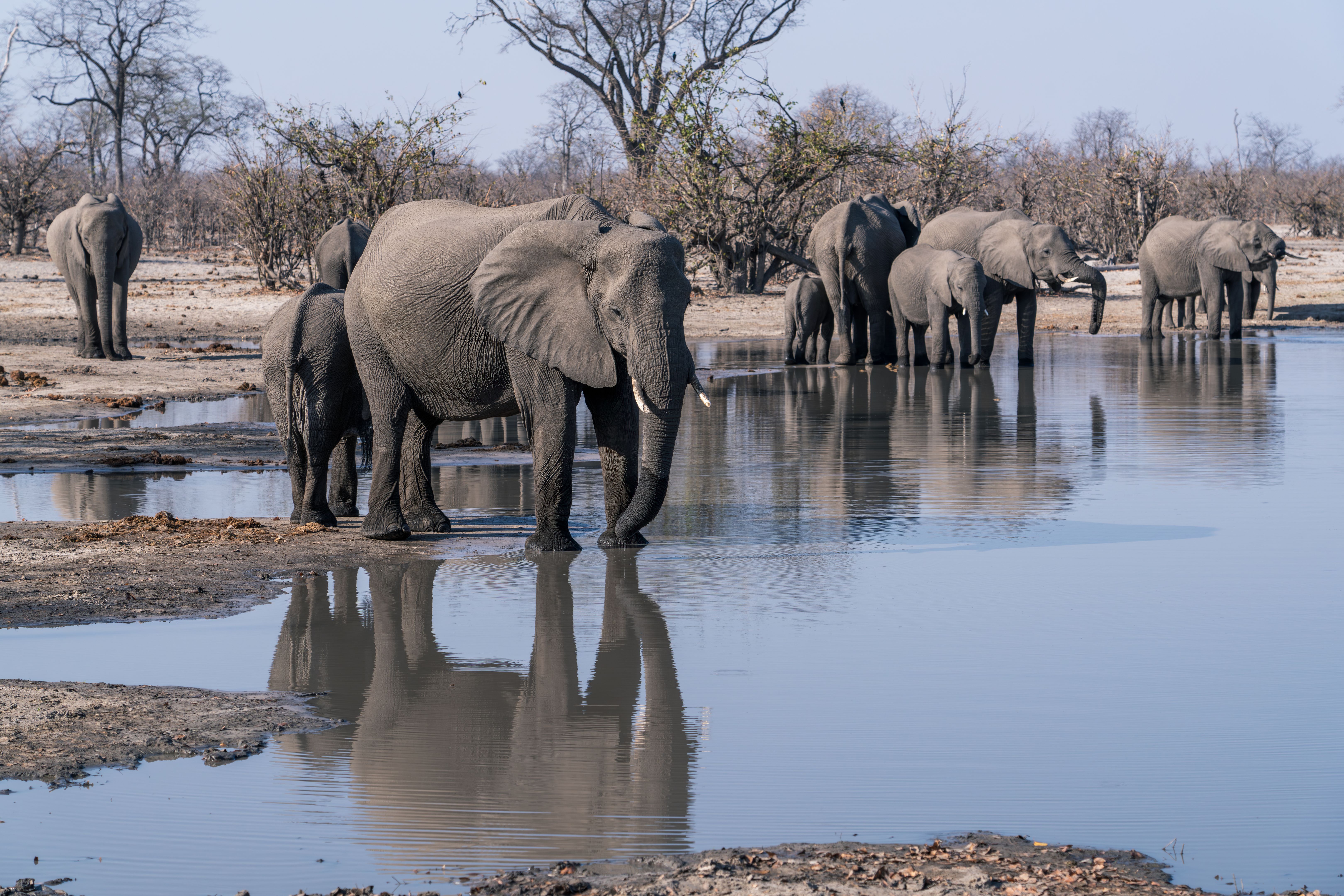animals waterhole