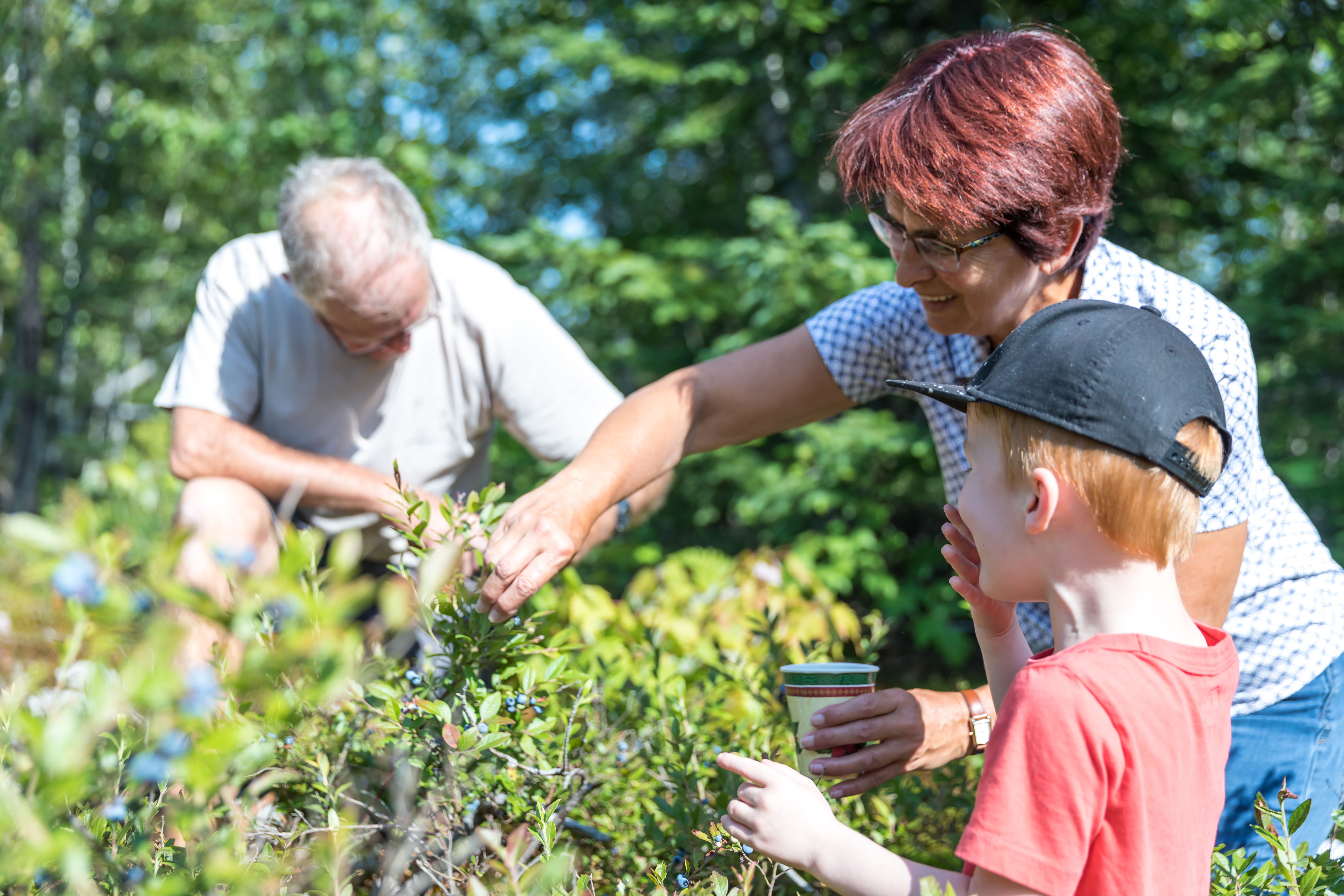 berry picking