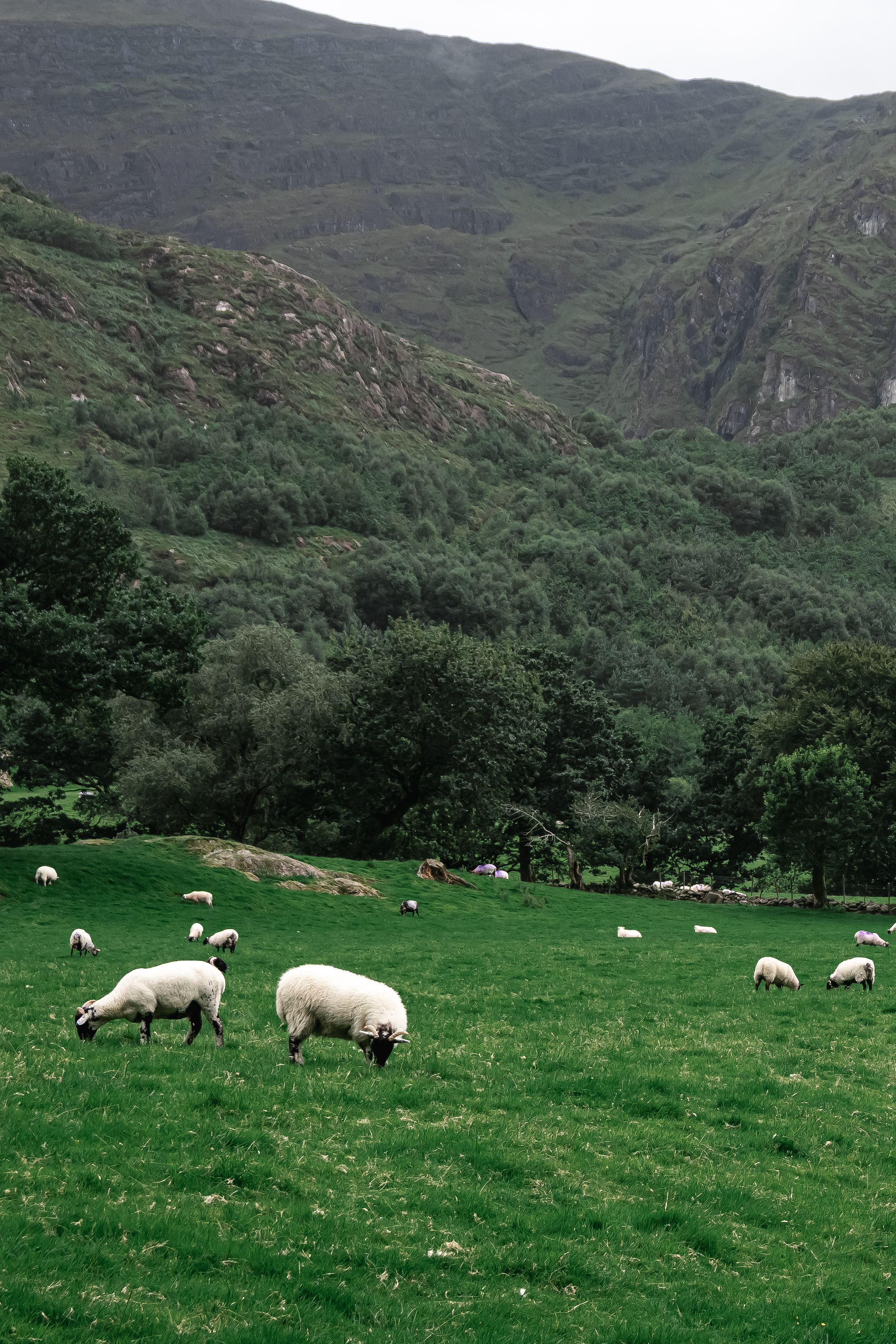 A Peaceful and Picturesque Pastoral Scene Featuring Grazing Sheep Amidst a Lush Green Landscape