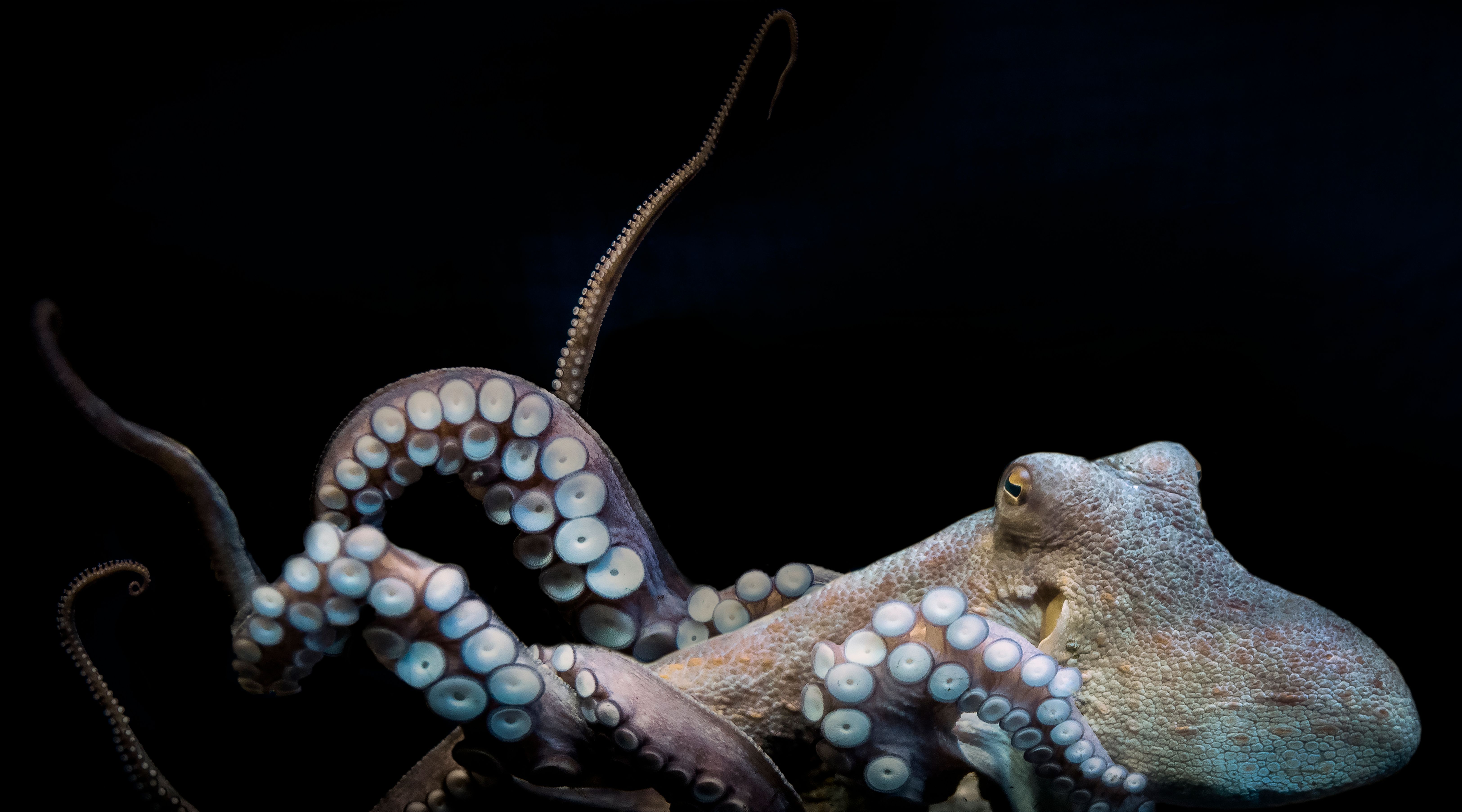 barcelona aquarium