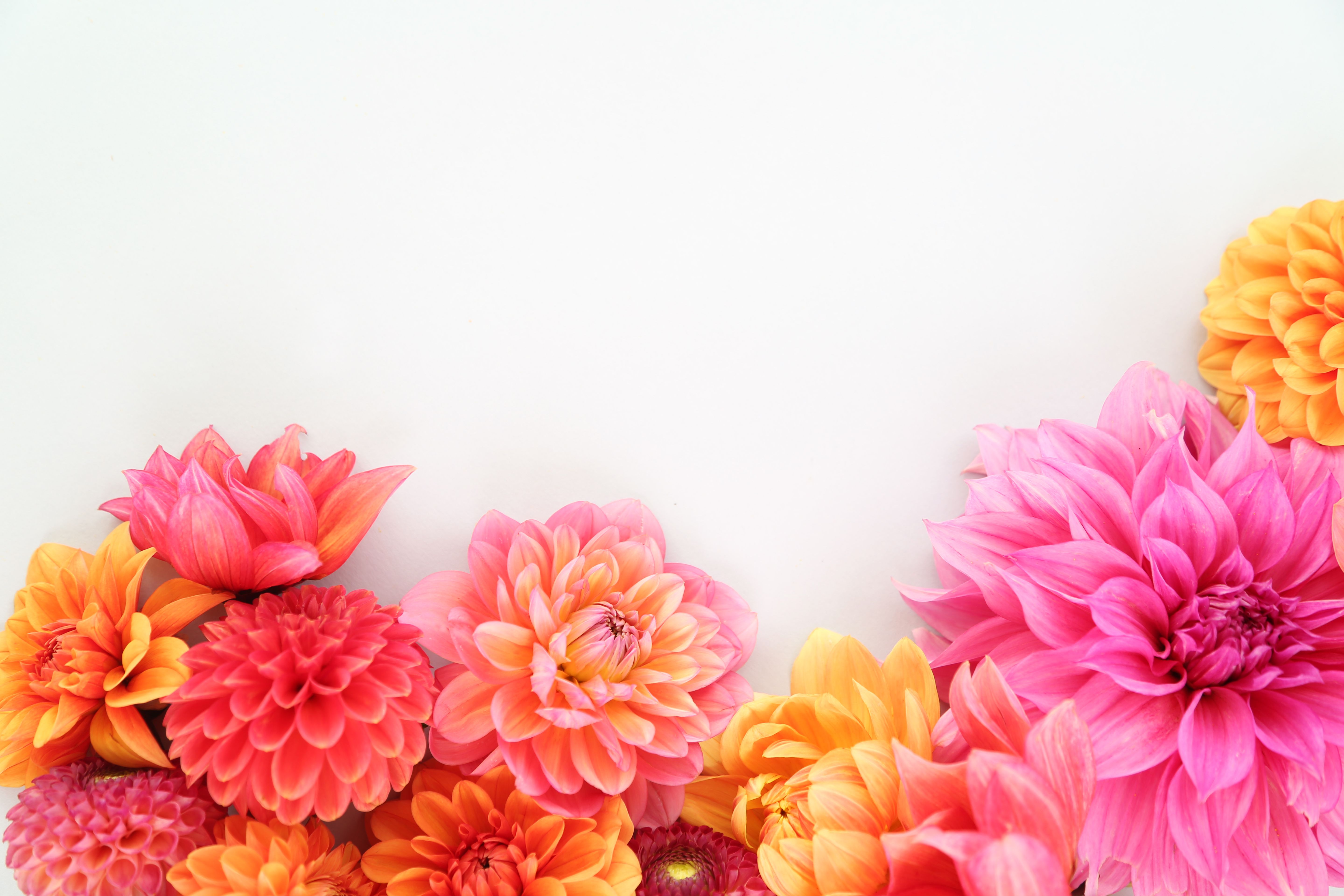 colorful spring flowers