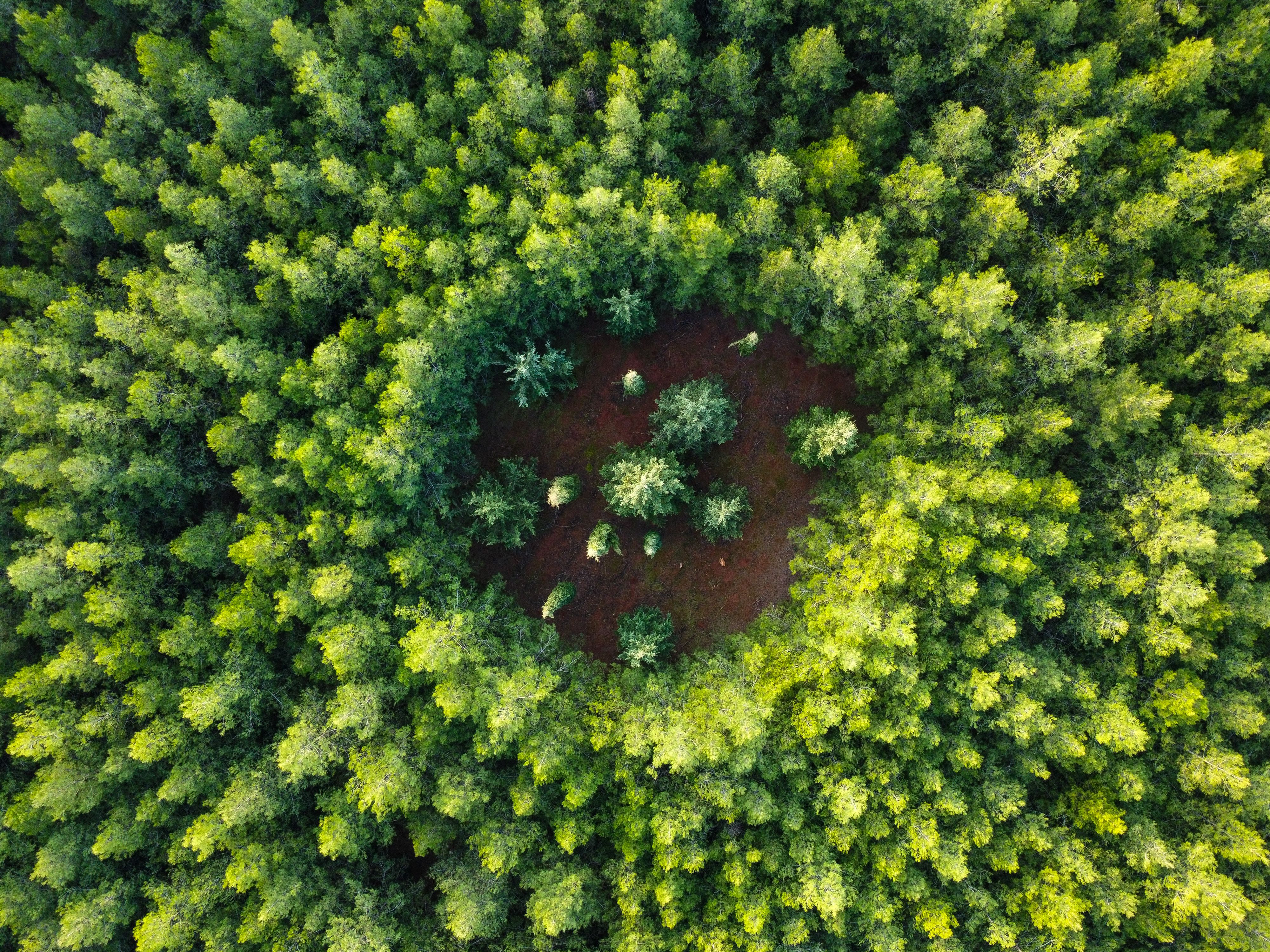 Forest Experimental Plot with Circular Planting Pattern - Aerial View
