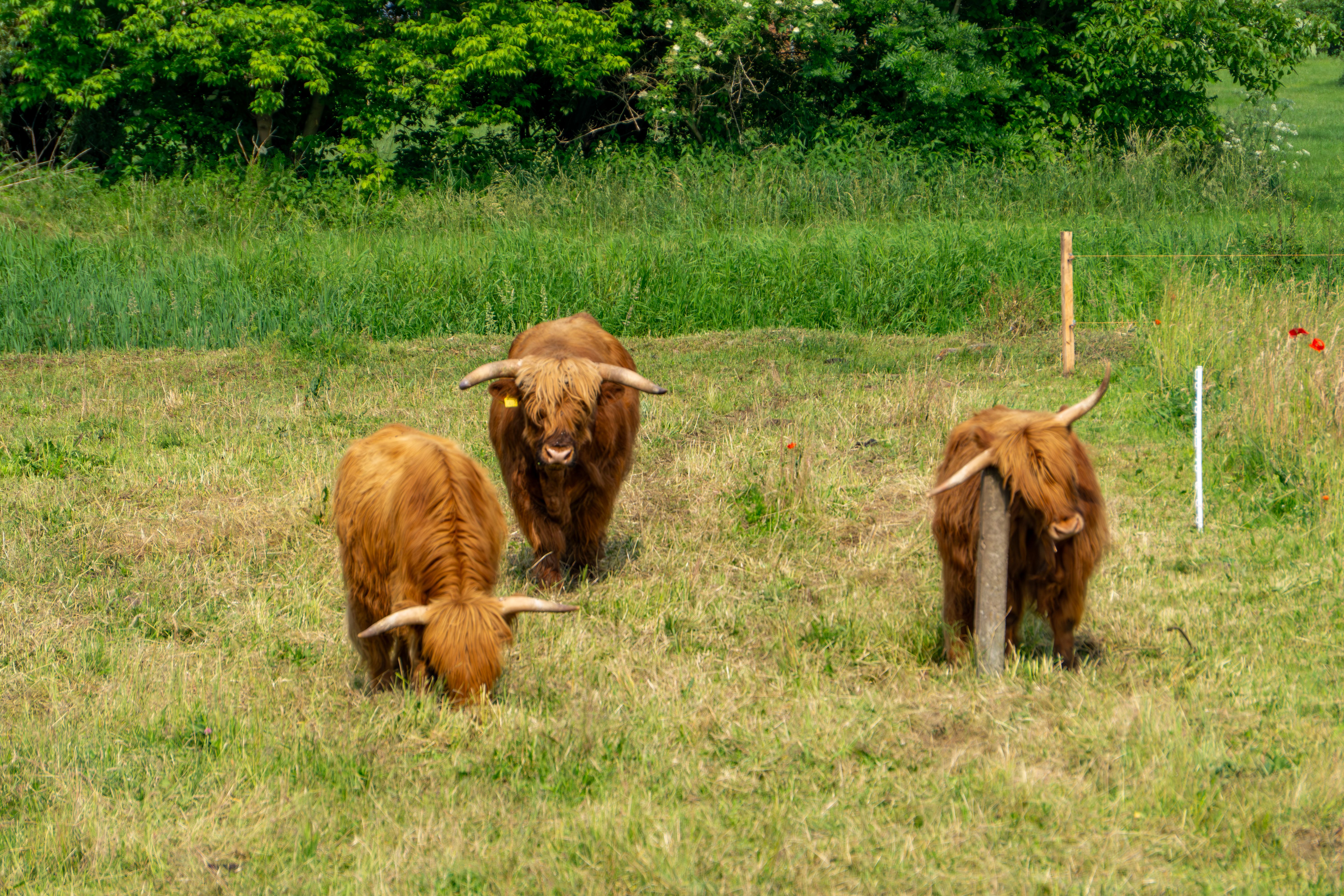 highland cattle