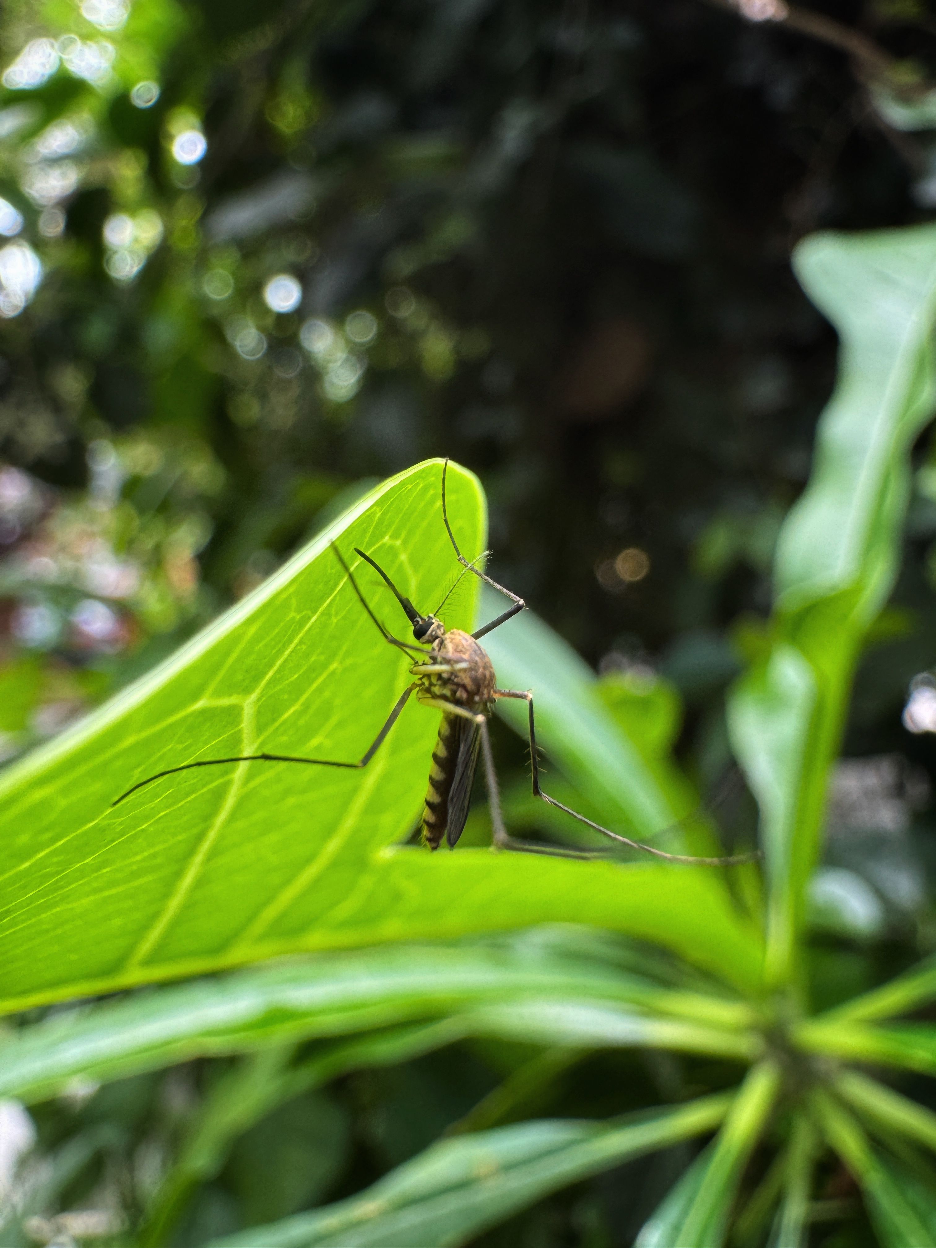 Small Insect Aedes Mosquito