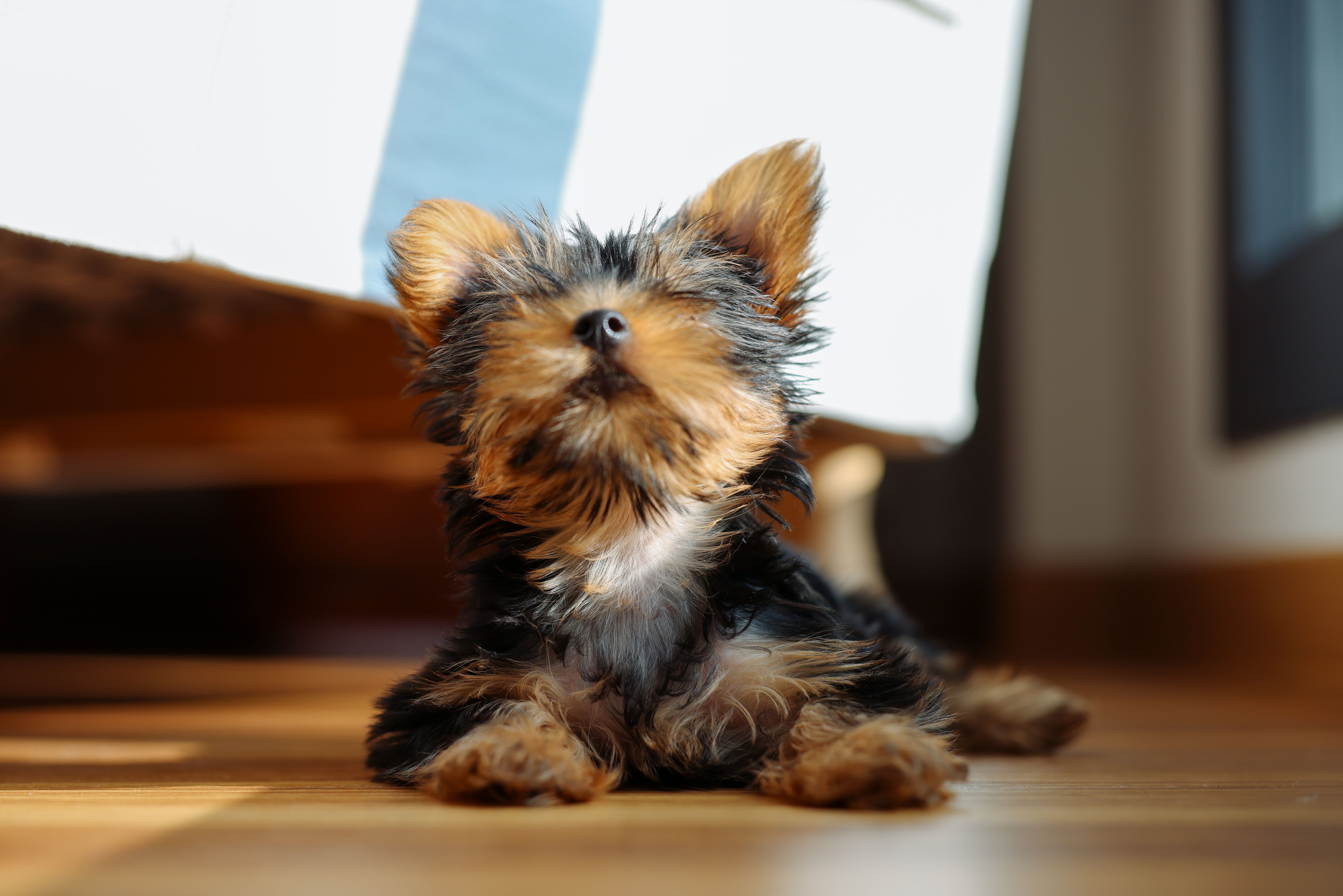 yorkshire terrier