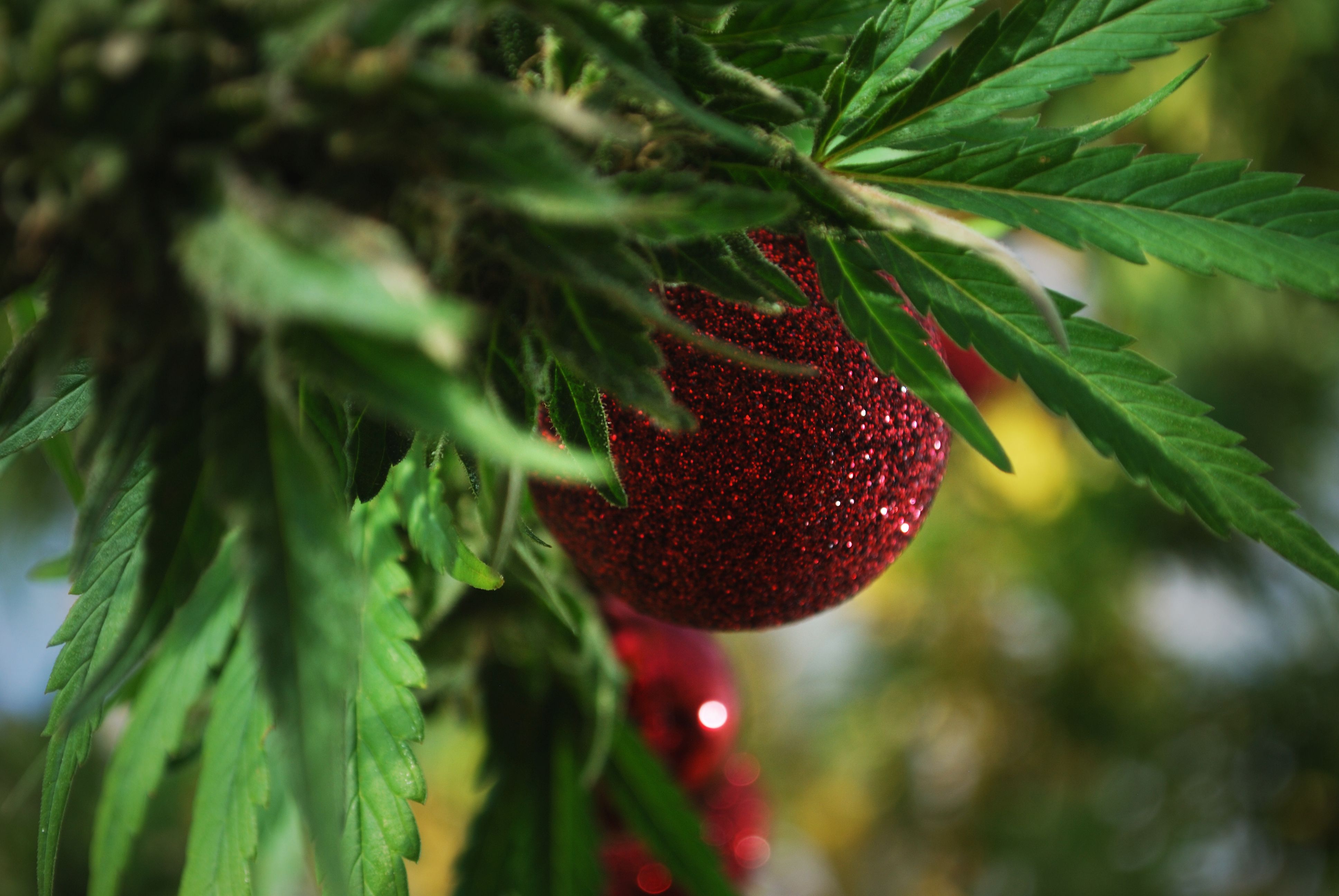 holiday cannabis