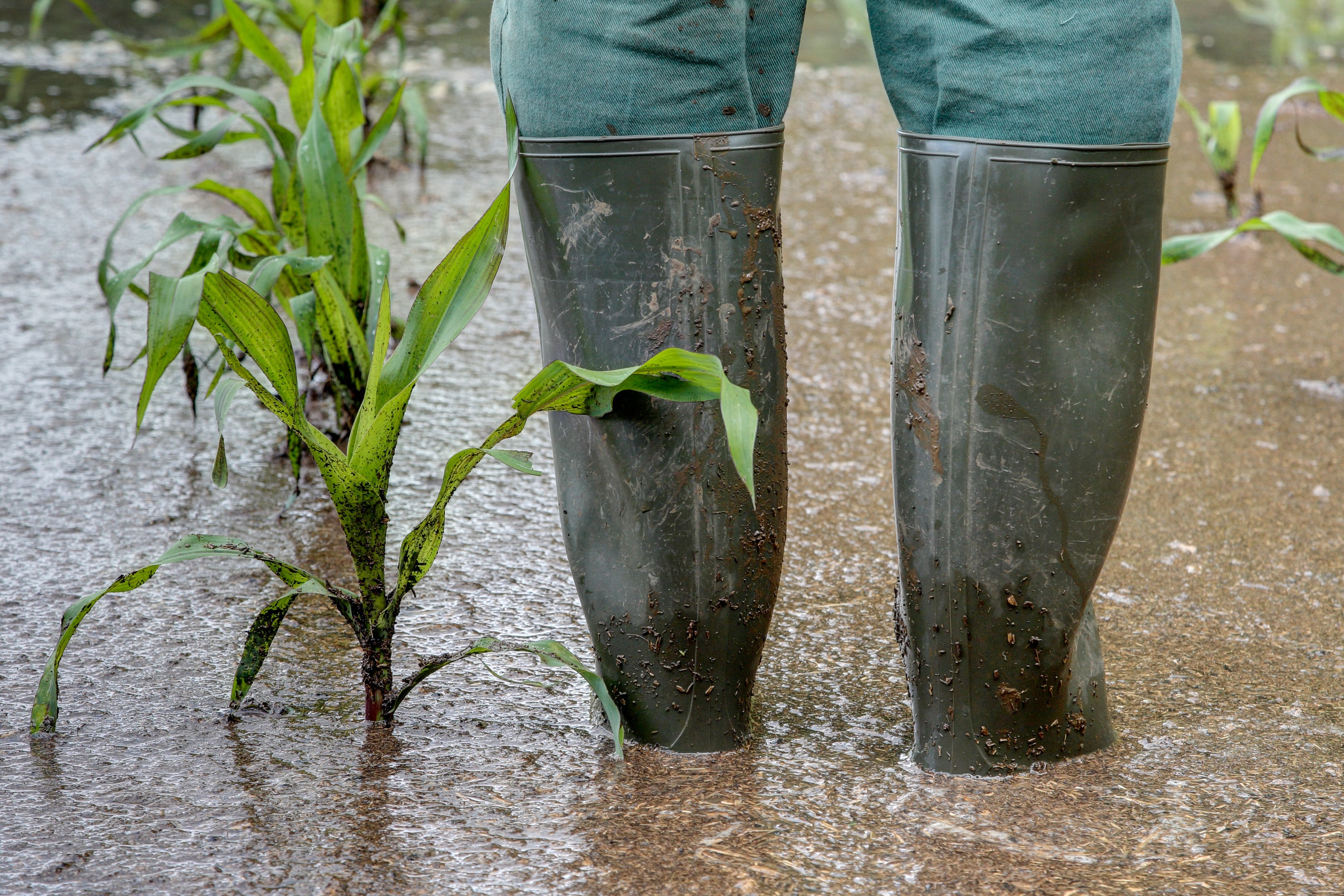 Flooded maize field. Flooded maize field.