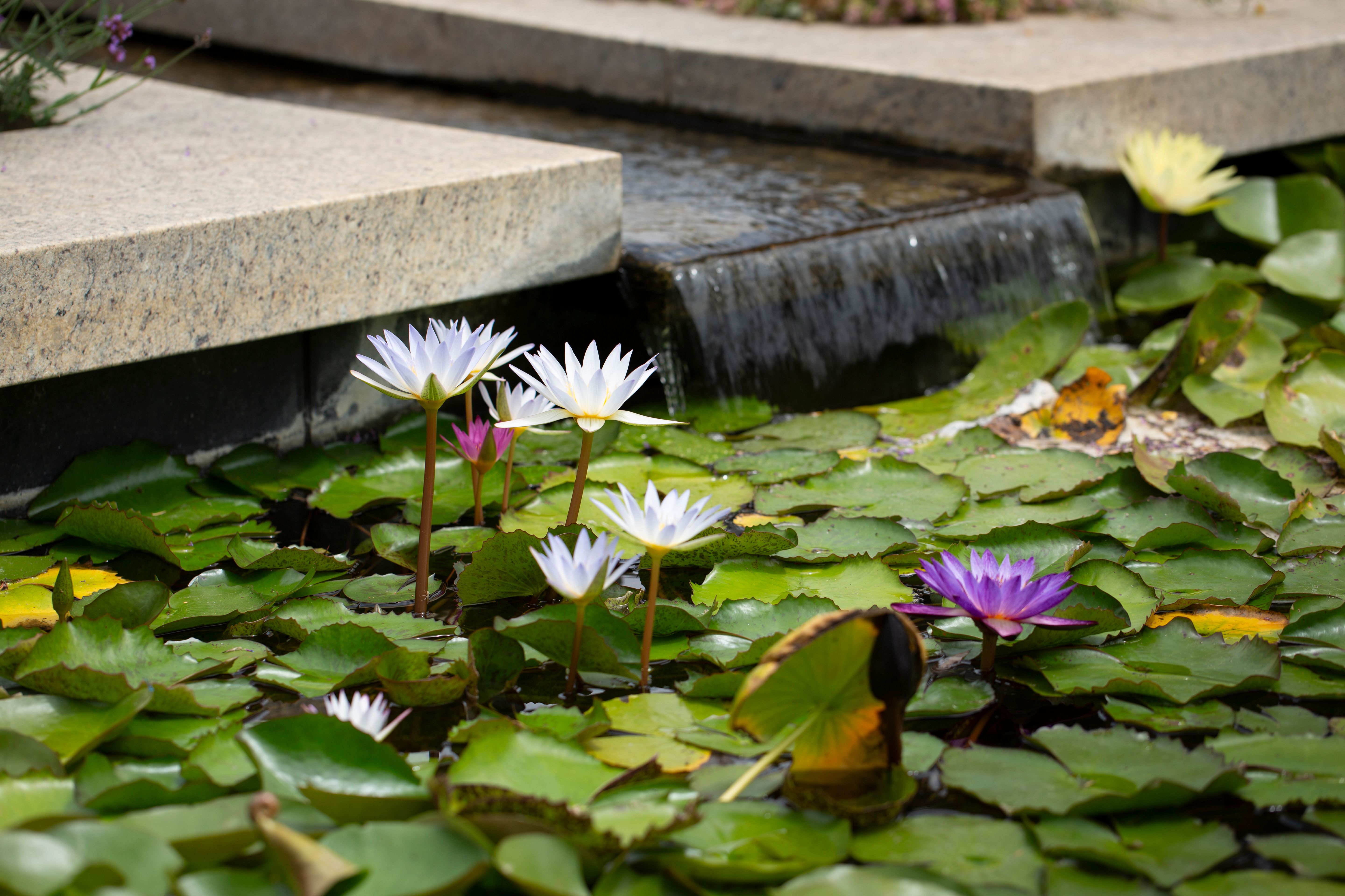 pasadena art gallery