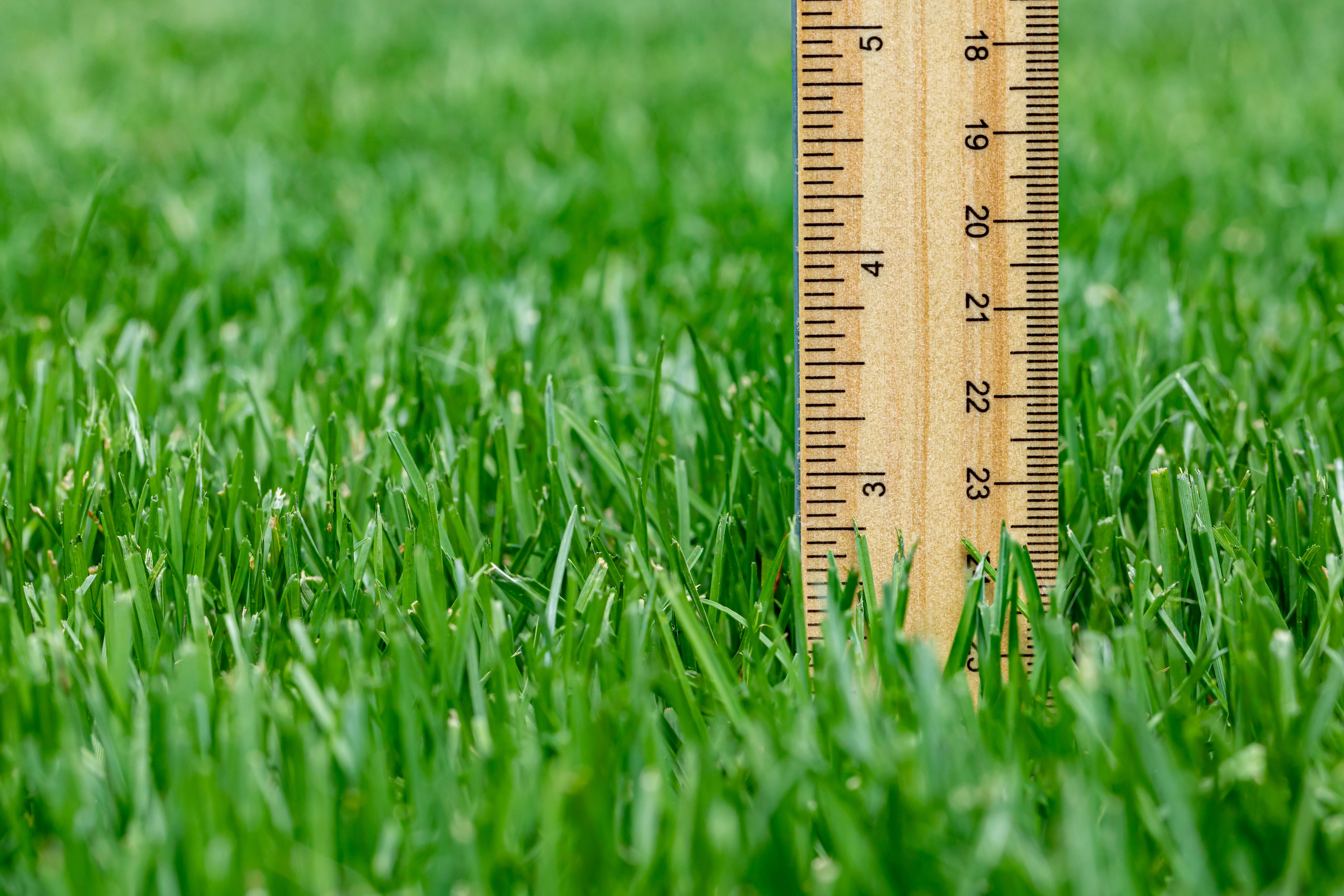 Measuring height of grass in lawn. Lawncare, mower cutting height, and healthy lawn concept.