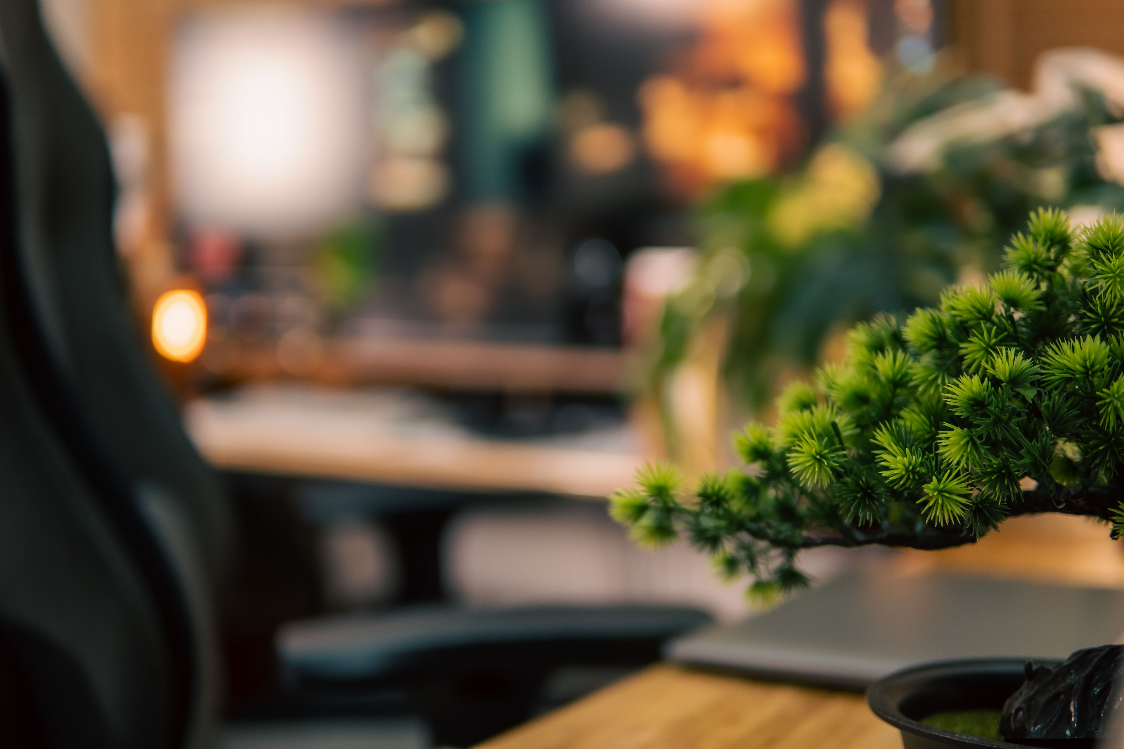 office plants winter