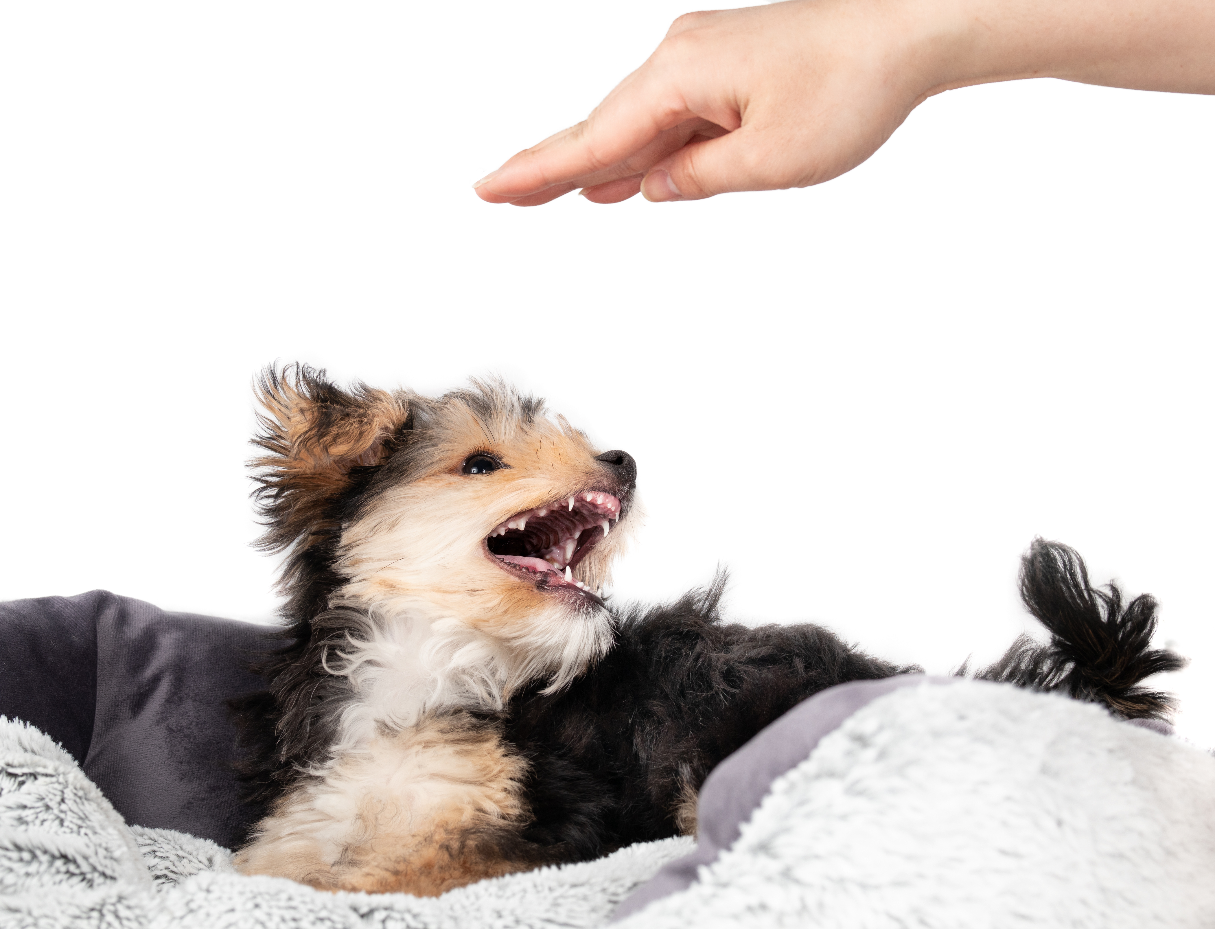 Puppy snapping with mouth open after a hand.