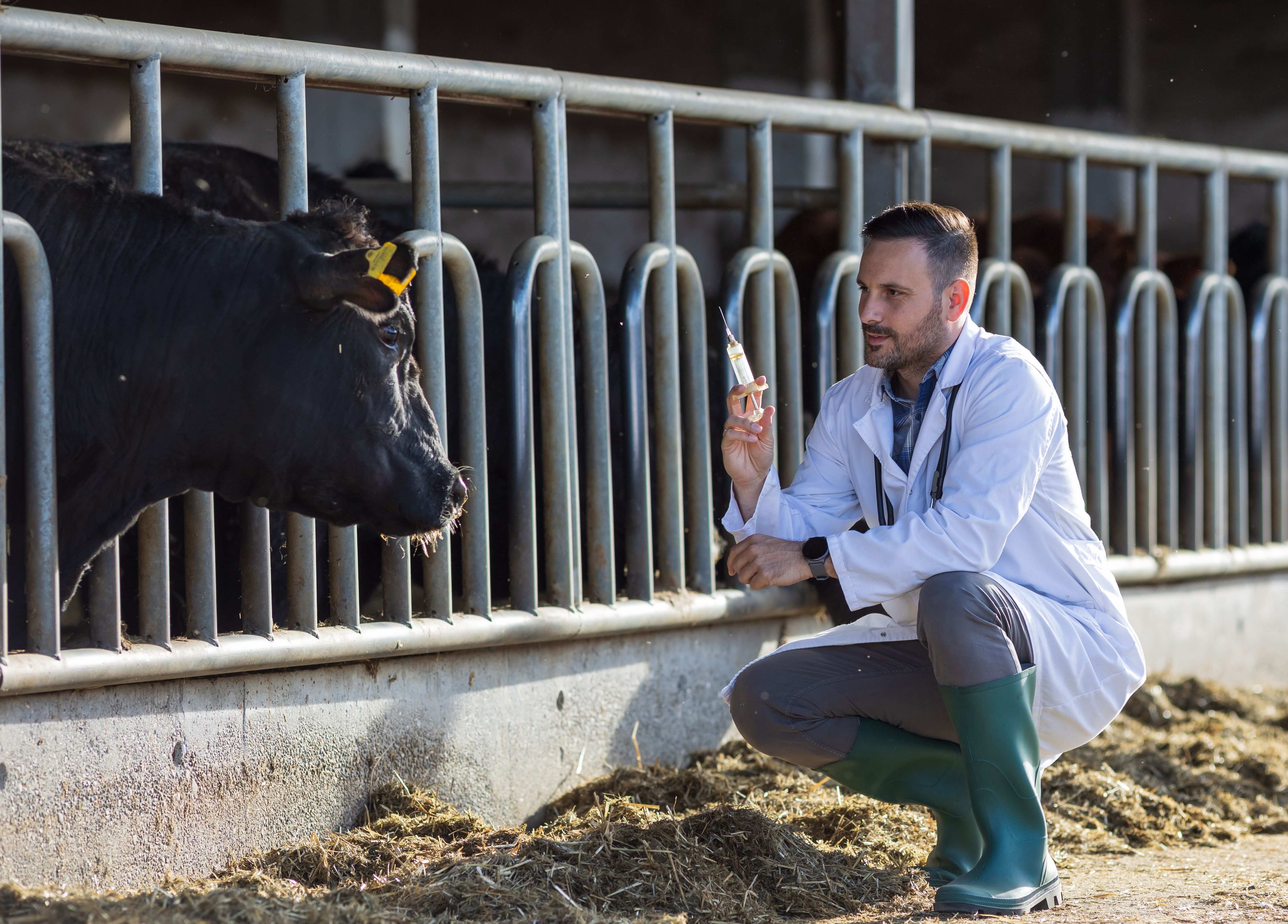 Veterinarian preparing vaccine for cattle in cowshed Veterinarian preparing vaccine for cattle in cowshed