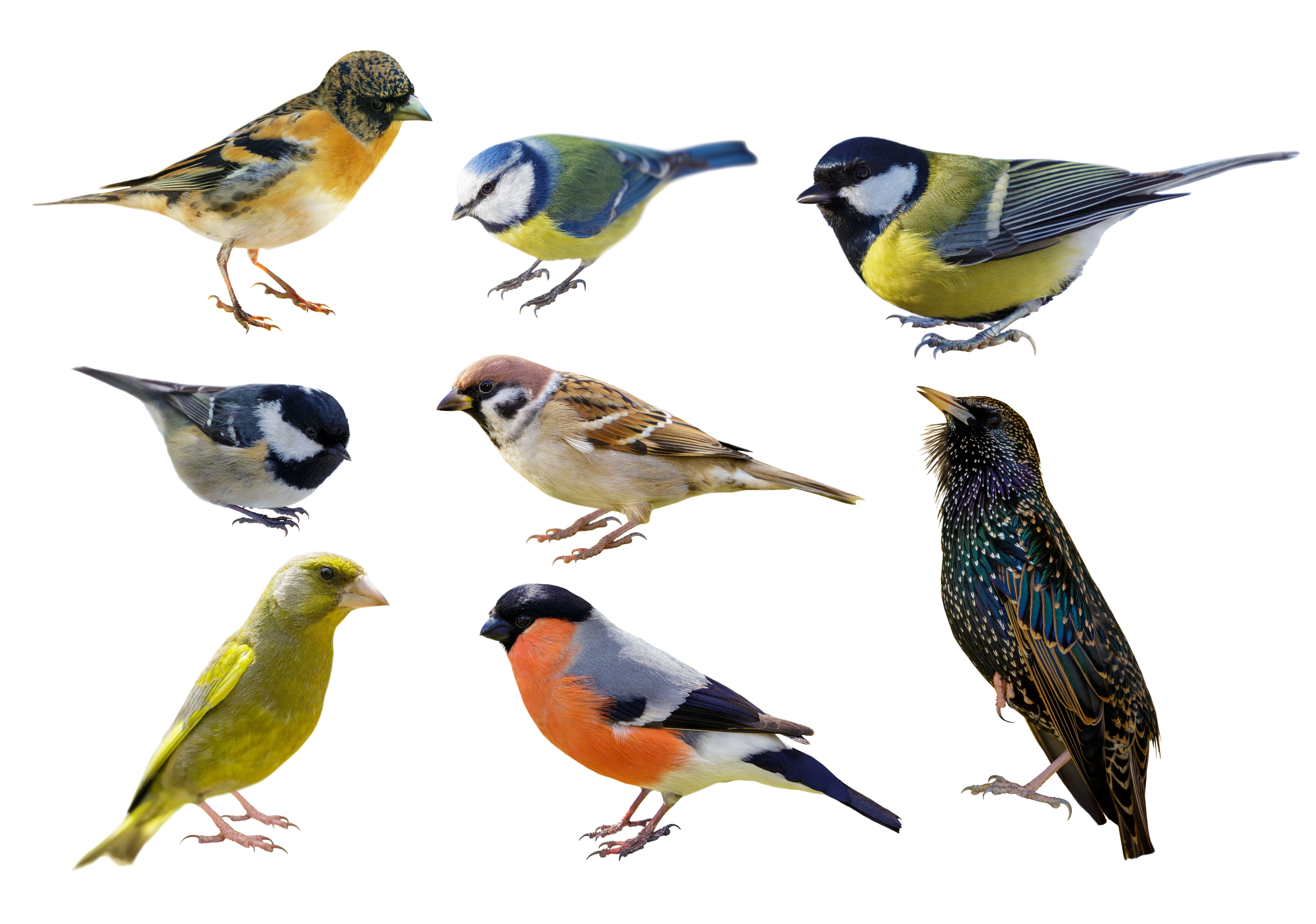 bird diverters different types