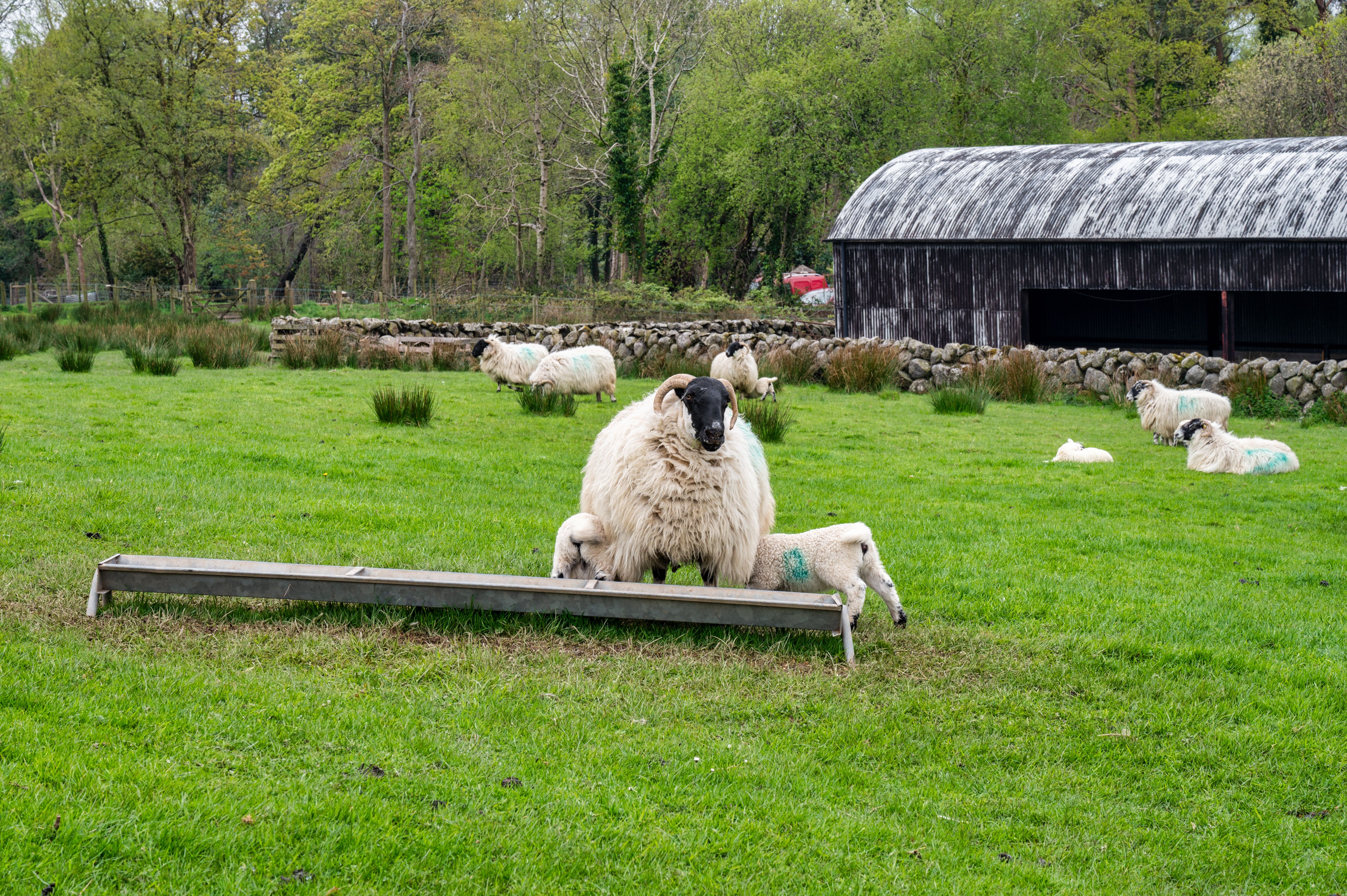 Lambs Feeding