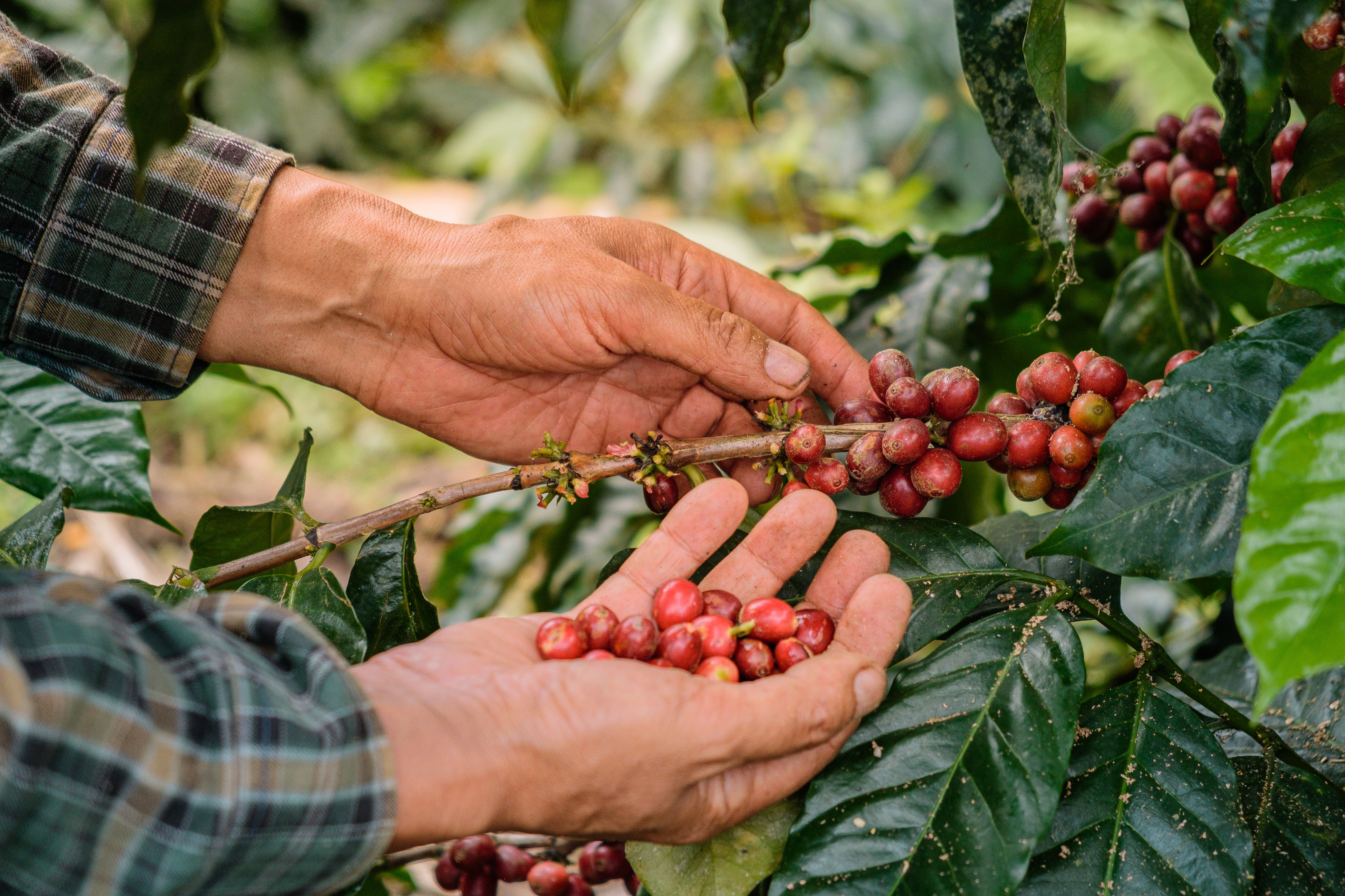 sustainable coffee farming