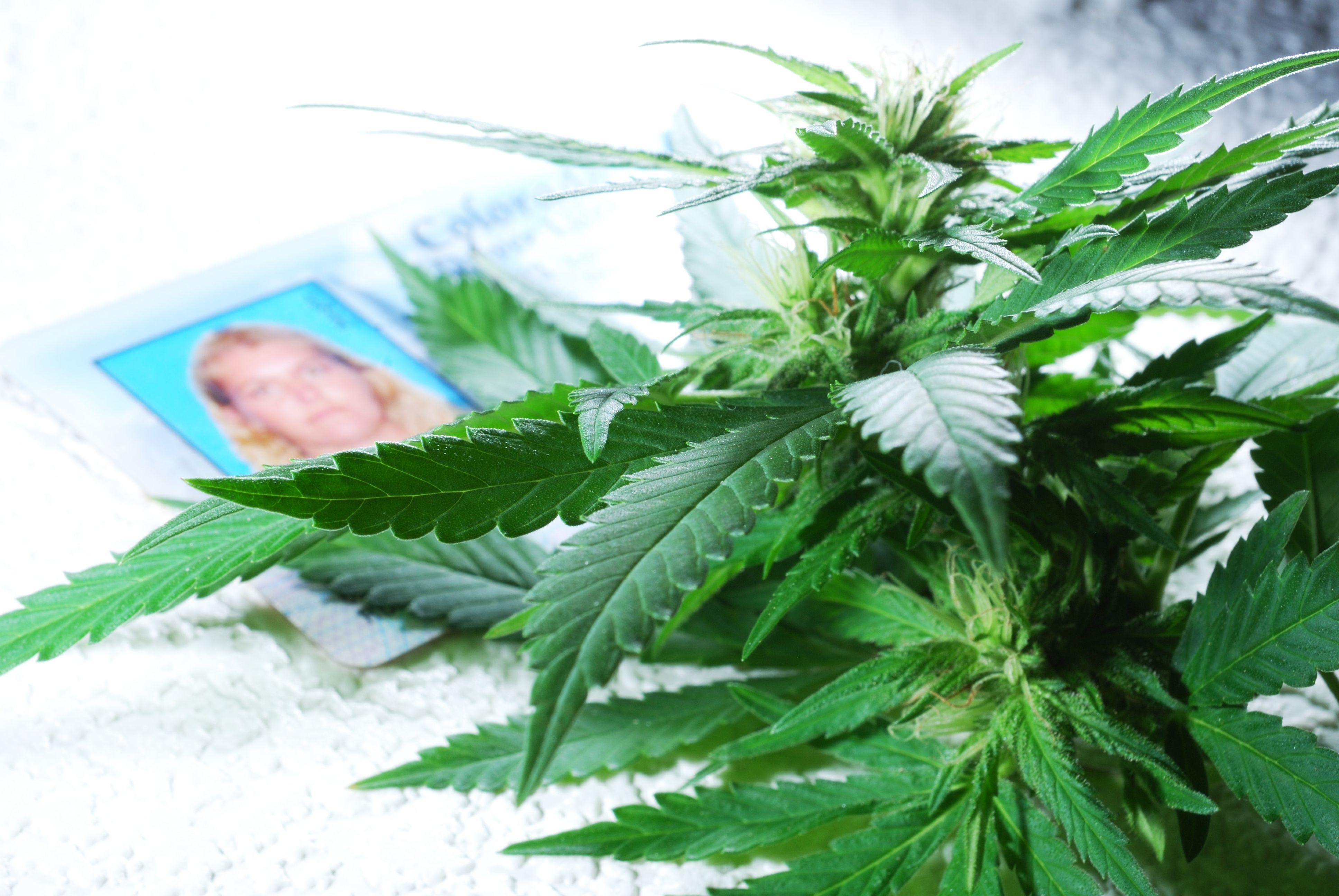 cannabis license documents