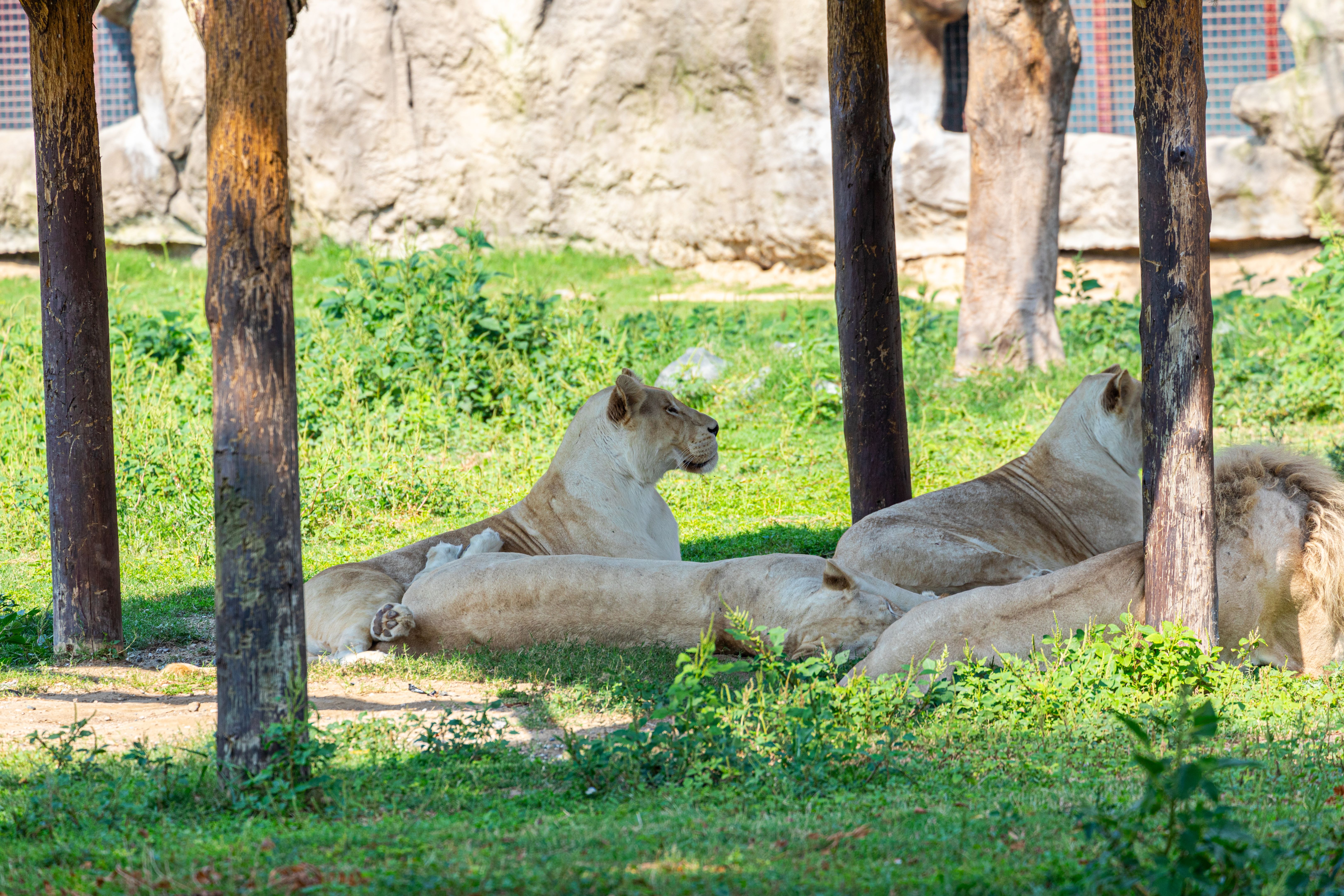 Lioness Keeping Watch While Others Rest