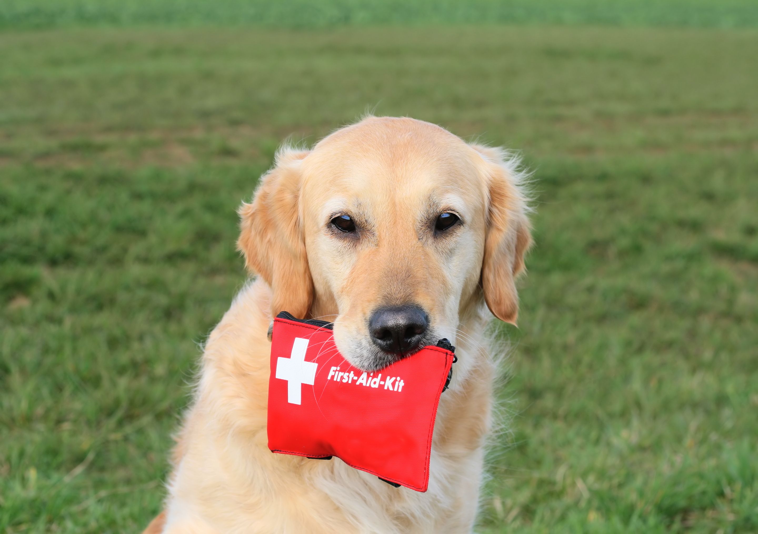 dog first aid