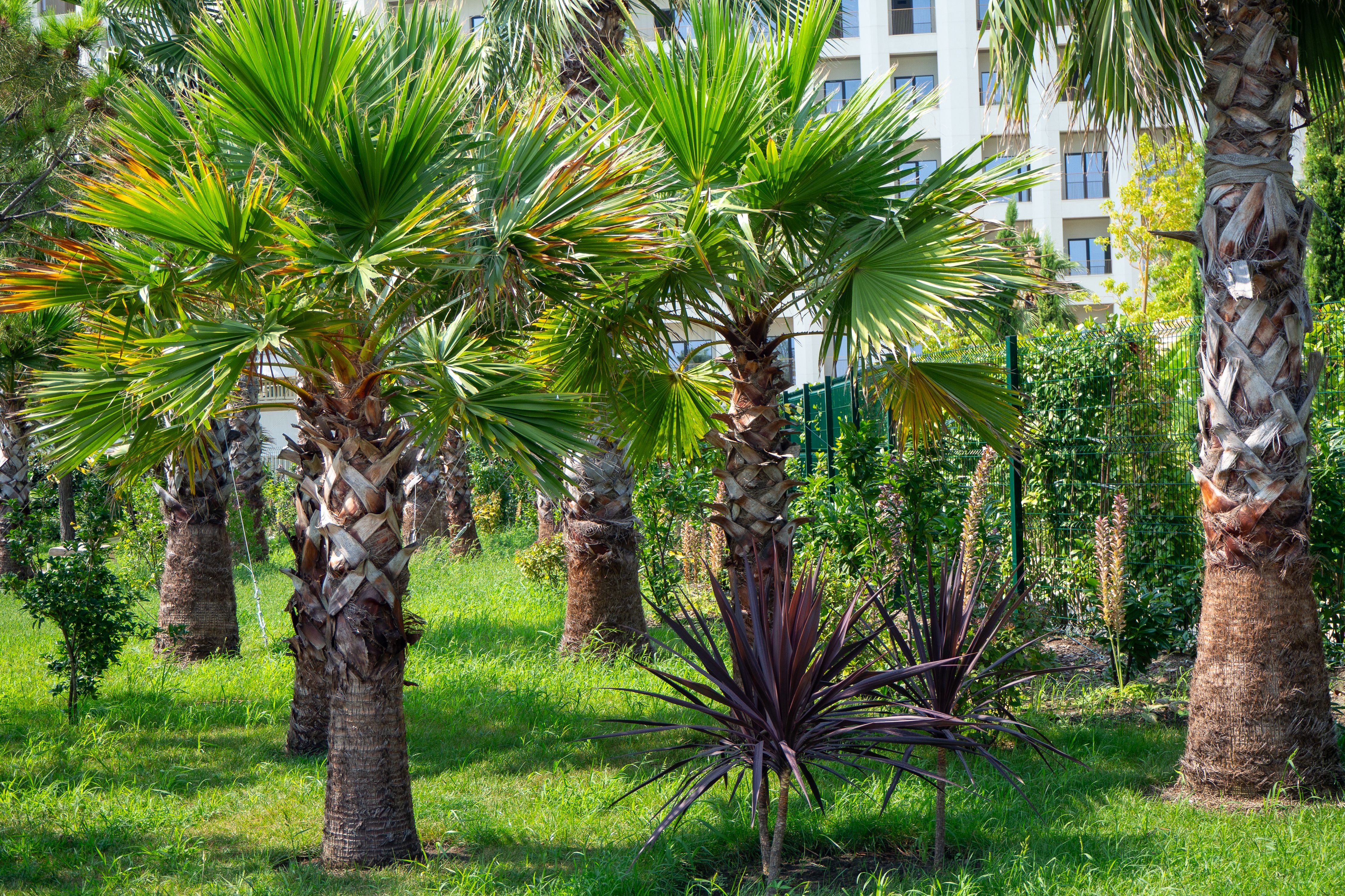 tropical garden maintenance