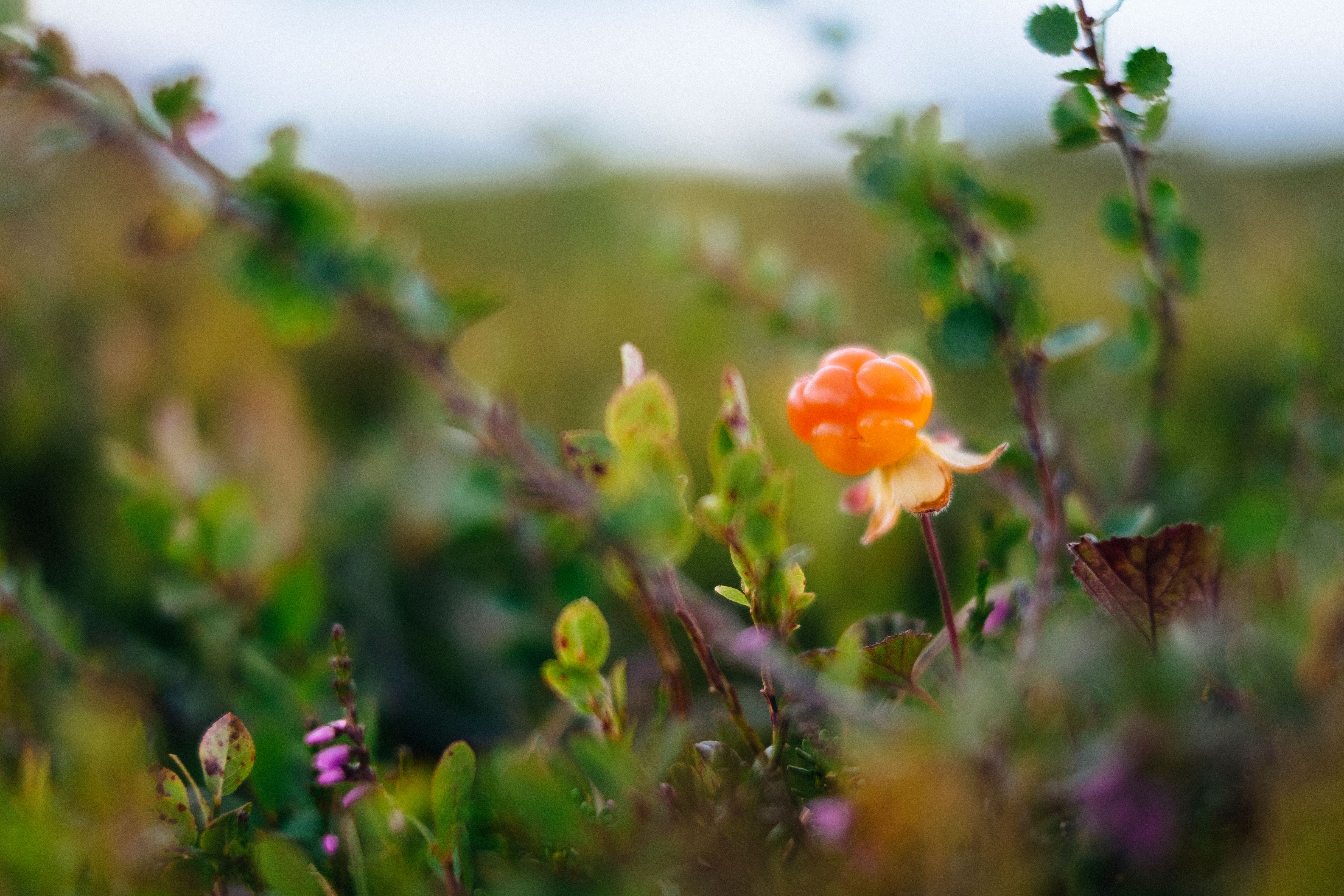 cloudberry fields