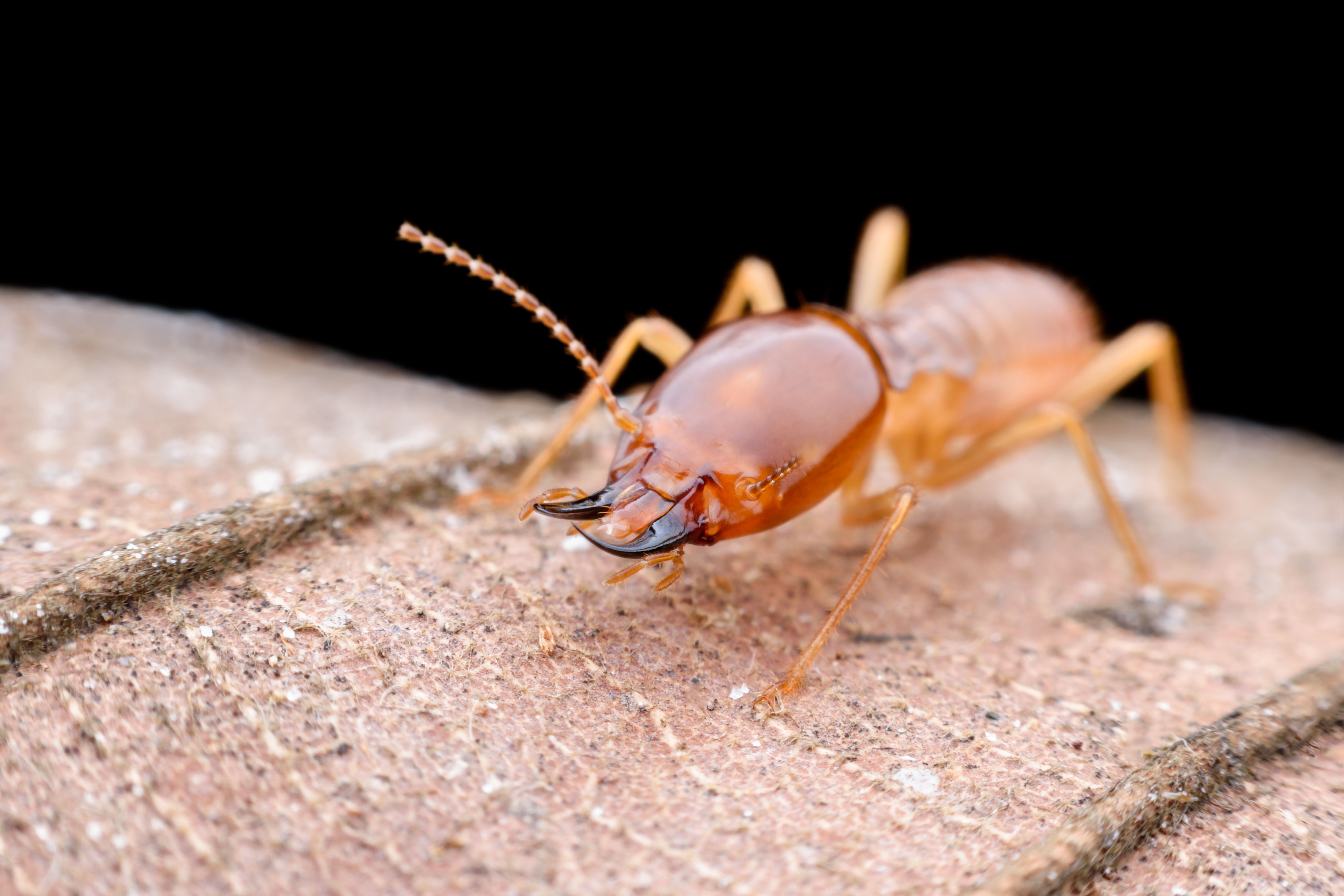 termite treatment