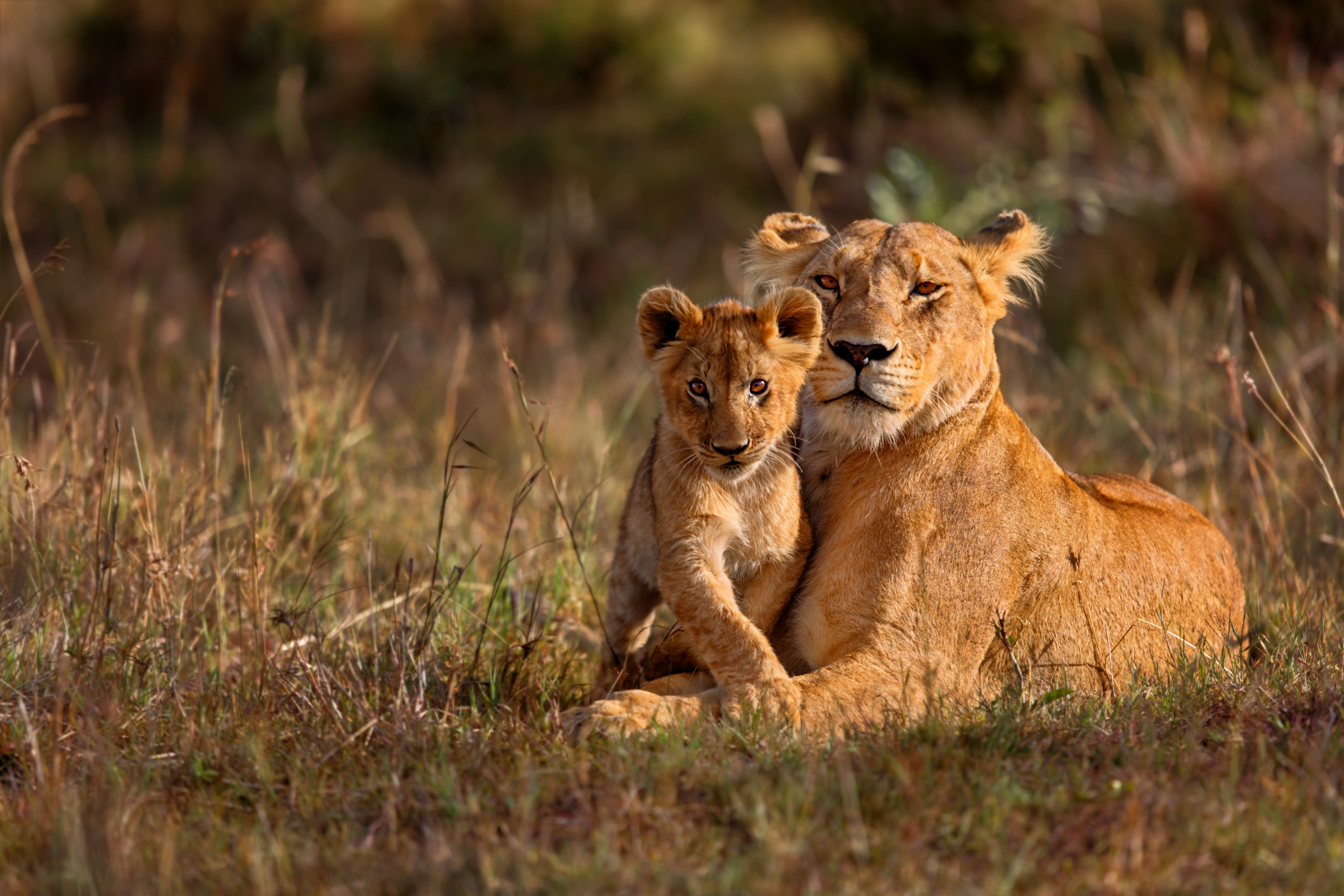 african wildlife