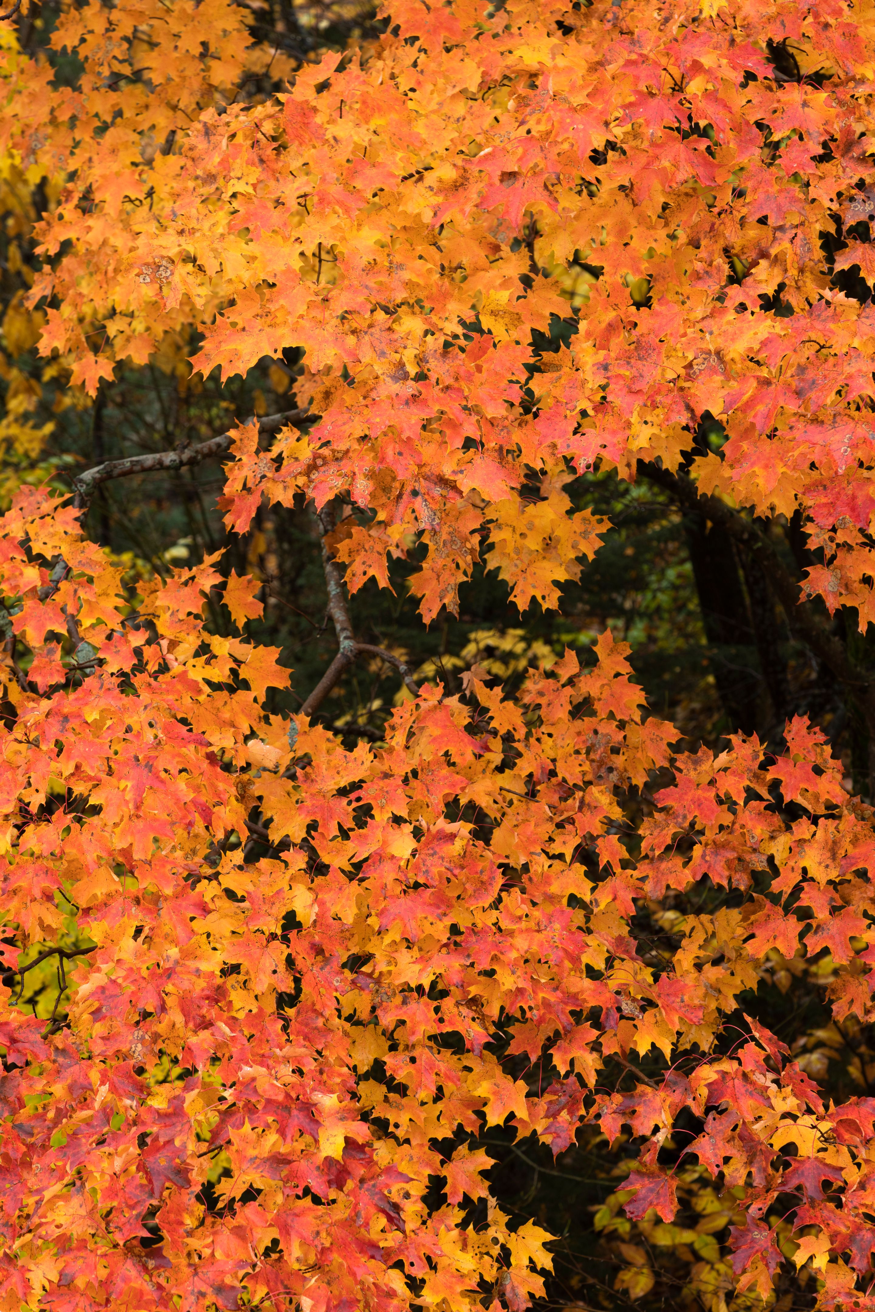 autumn leaves cigars