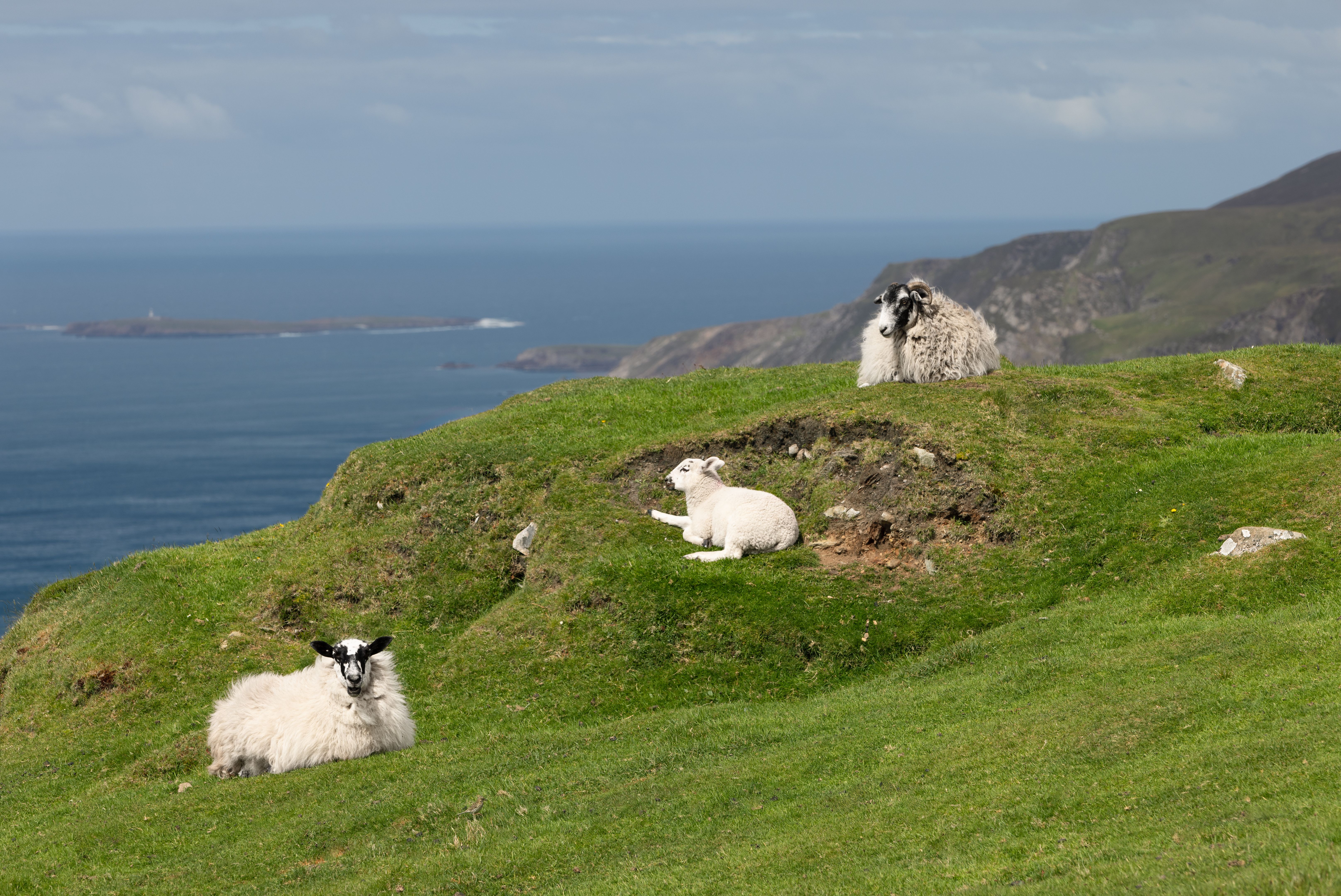 Sheep and a lamb sit calmly on a lush green hill at Slieve League, Ireland, overlooking the expansive blue Atlantic Ocean