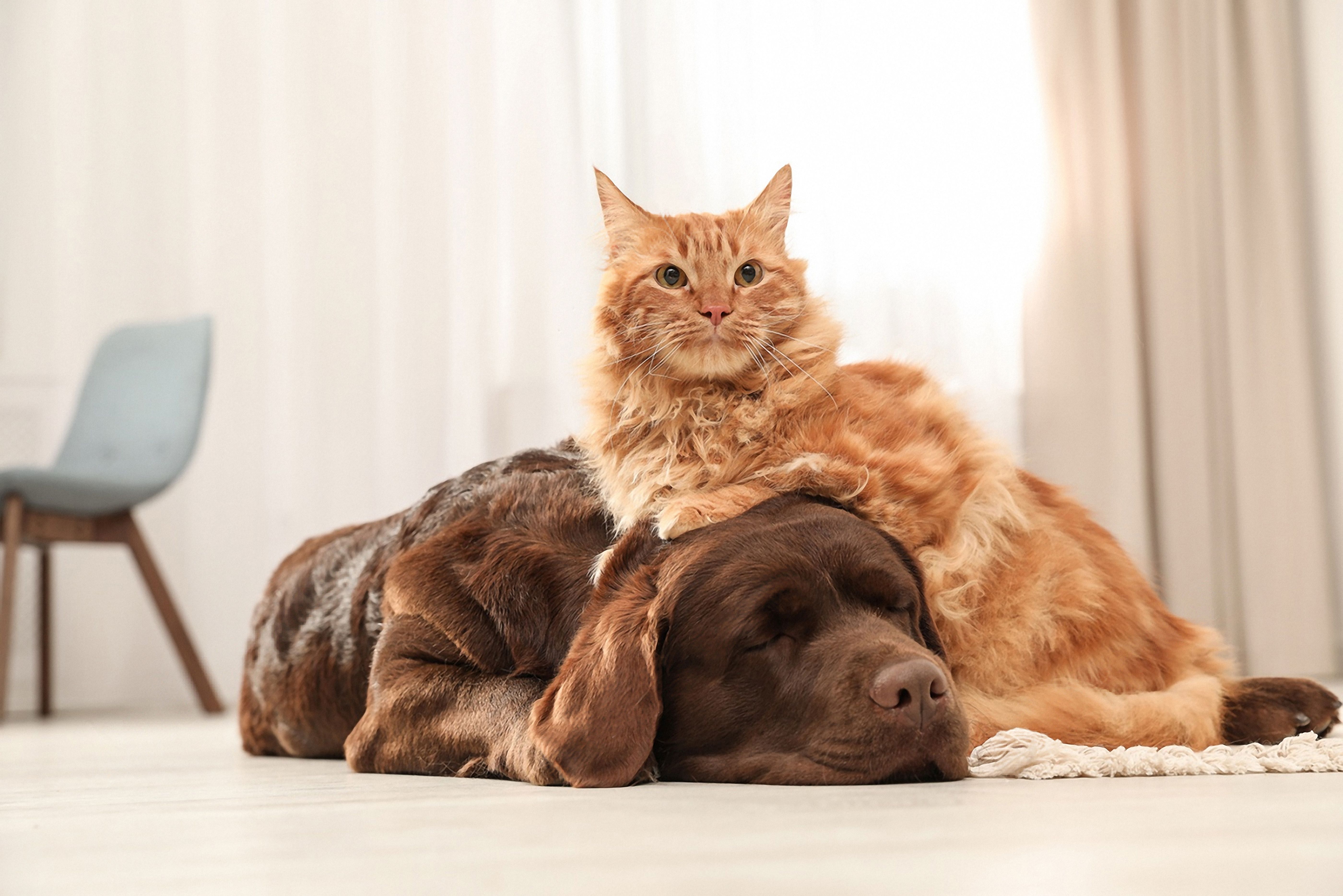 cat and dog