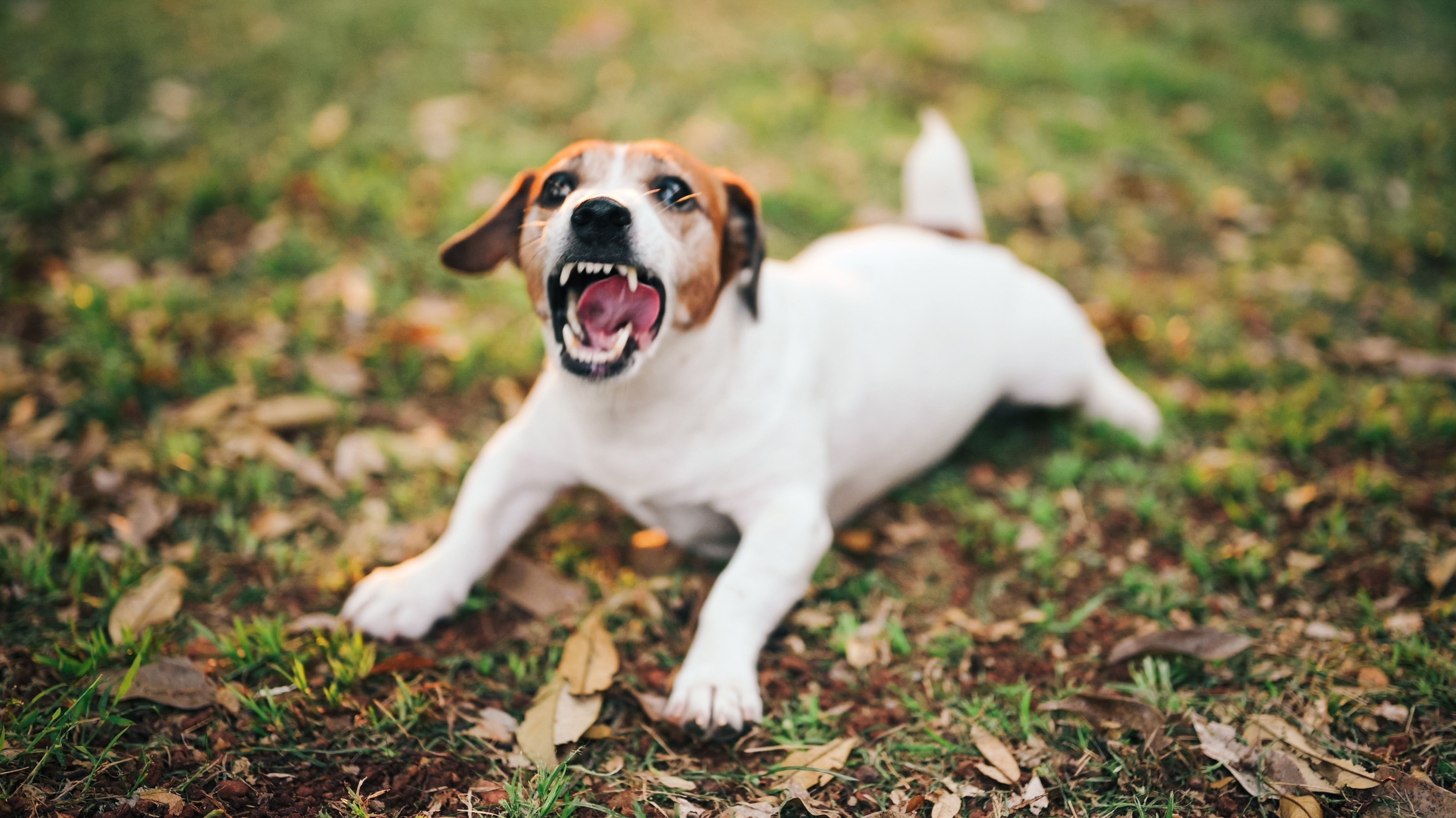 Angry roaring agressive Jack Russell Terrier playing and biting his owner