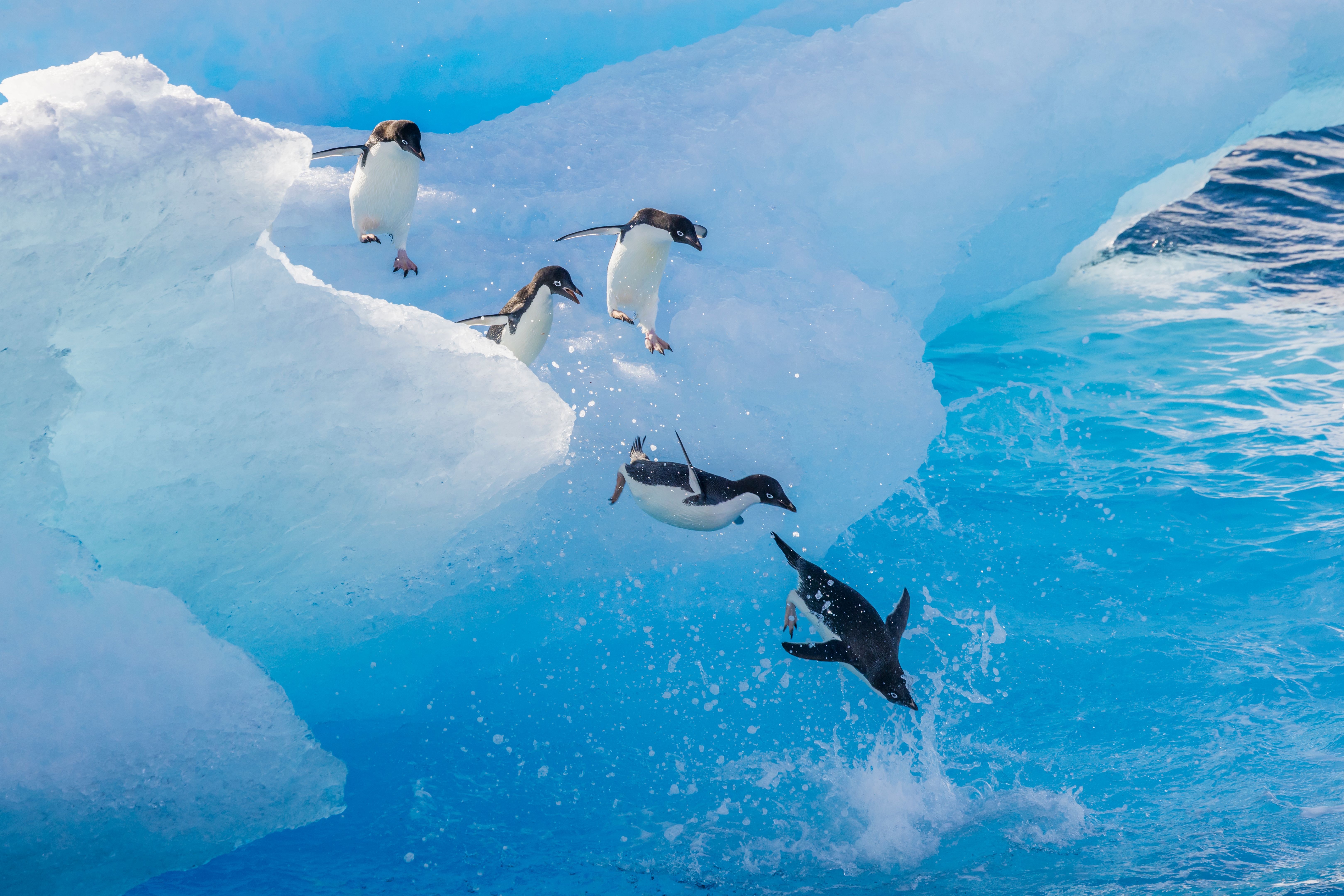 penguins antarctica