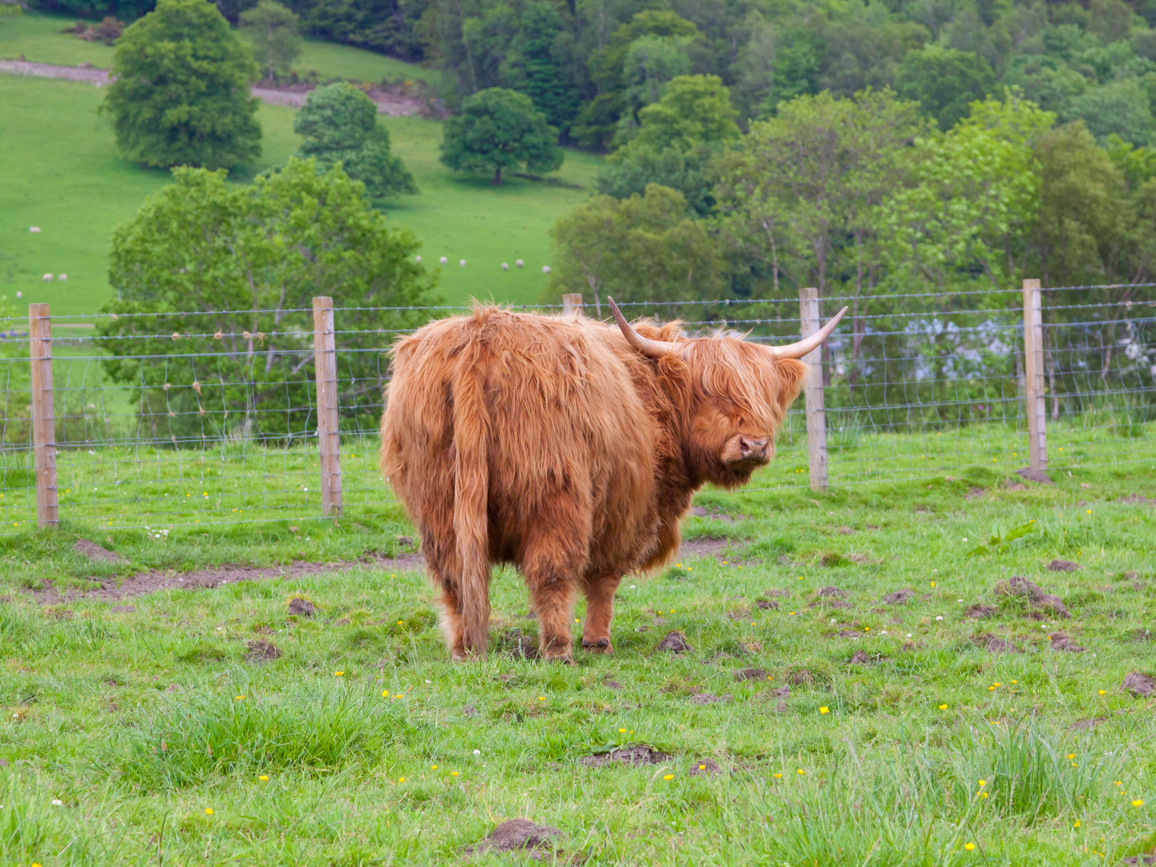 highland cattle grazing
