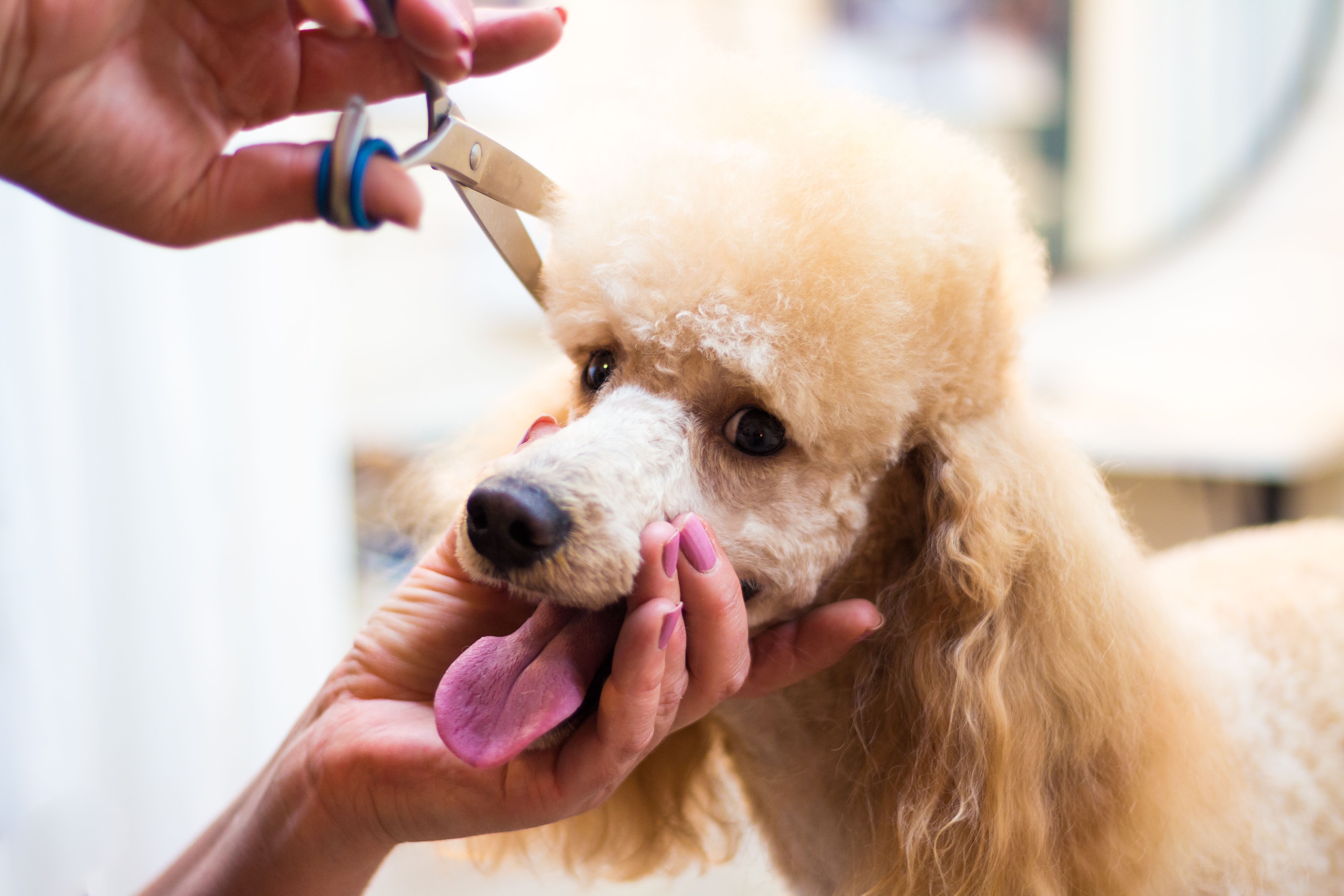 Dog grooming a poodle Dog grooming a poodle