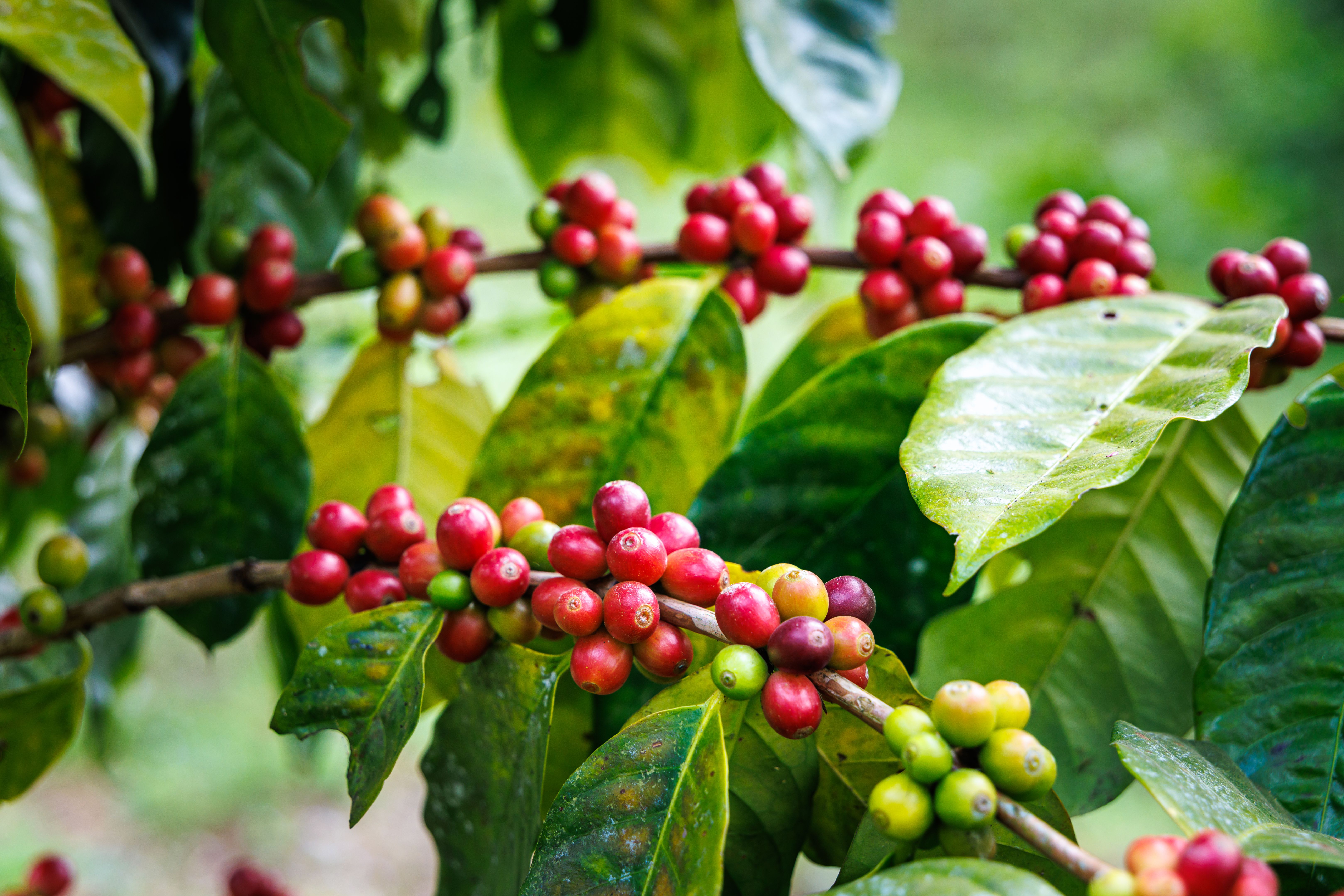 coffee plantation